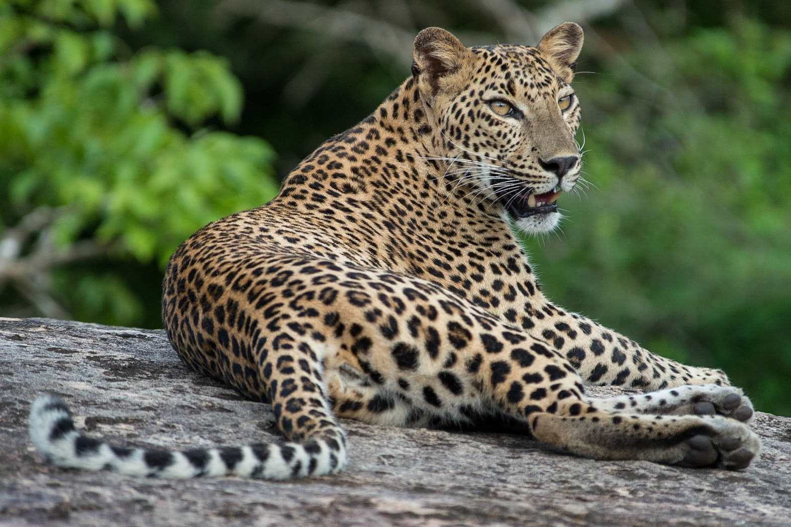Sri Lanka, Yala National Park