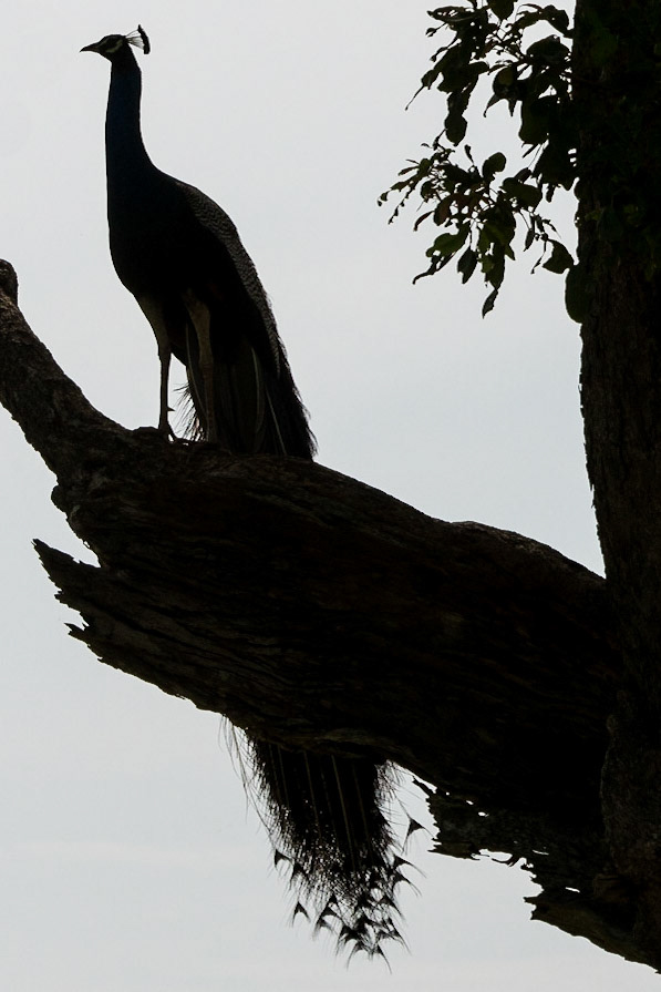 Sri Lanka, Udawalawe National Park