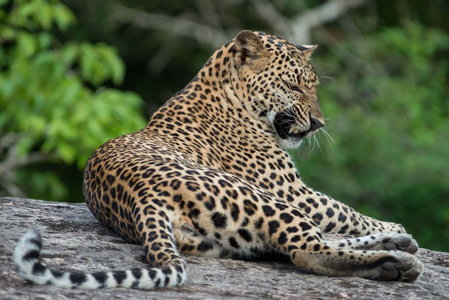 Sri Lanka, Yala National Park