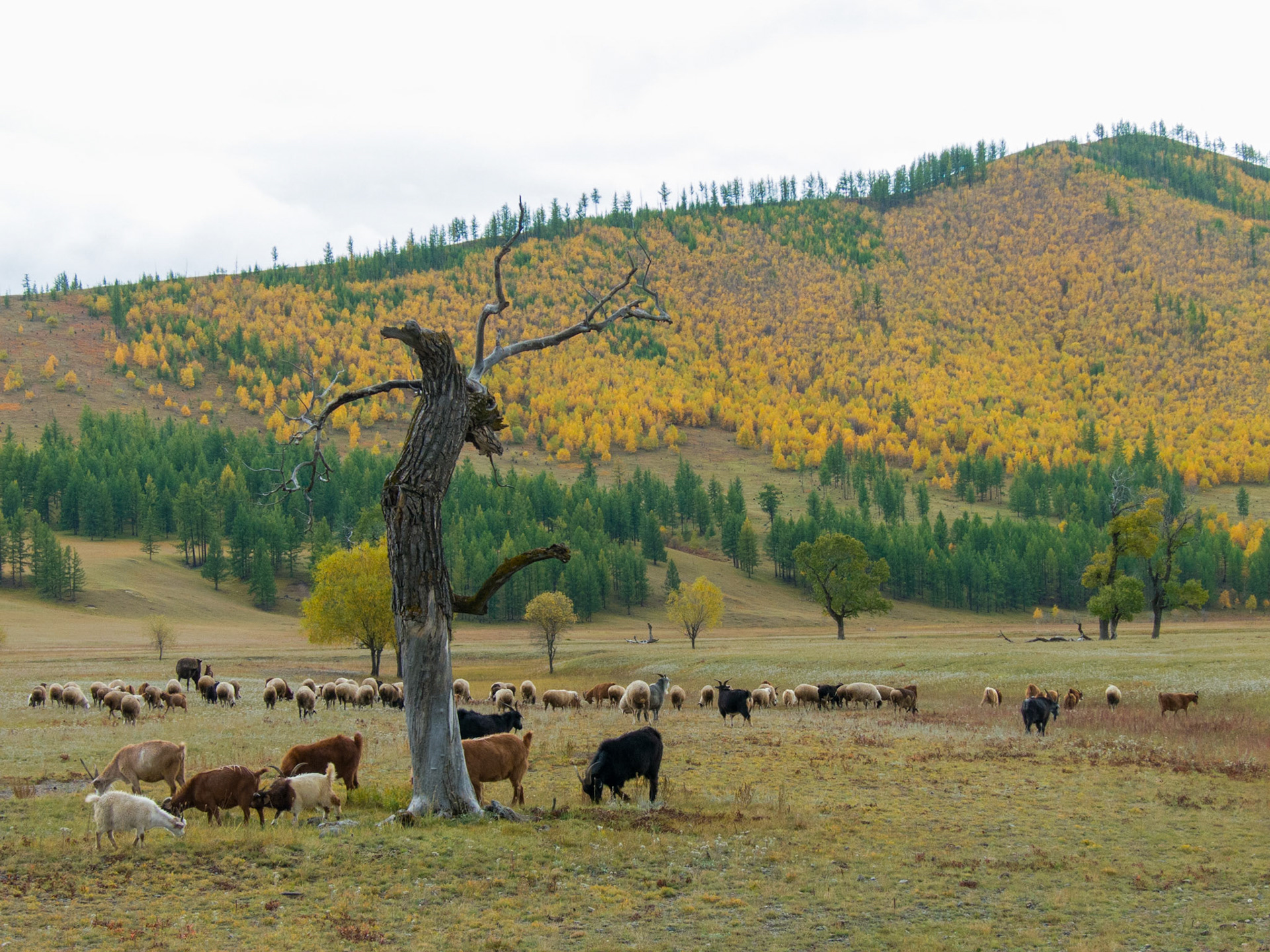 Mongolia, photos from a bicycle tour with Compass Rose Expeditions