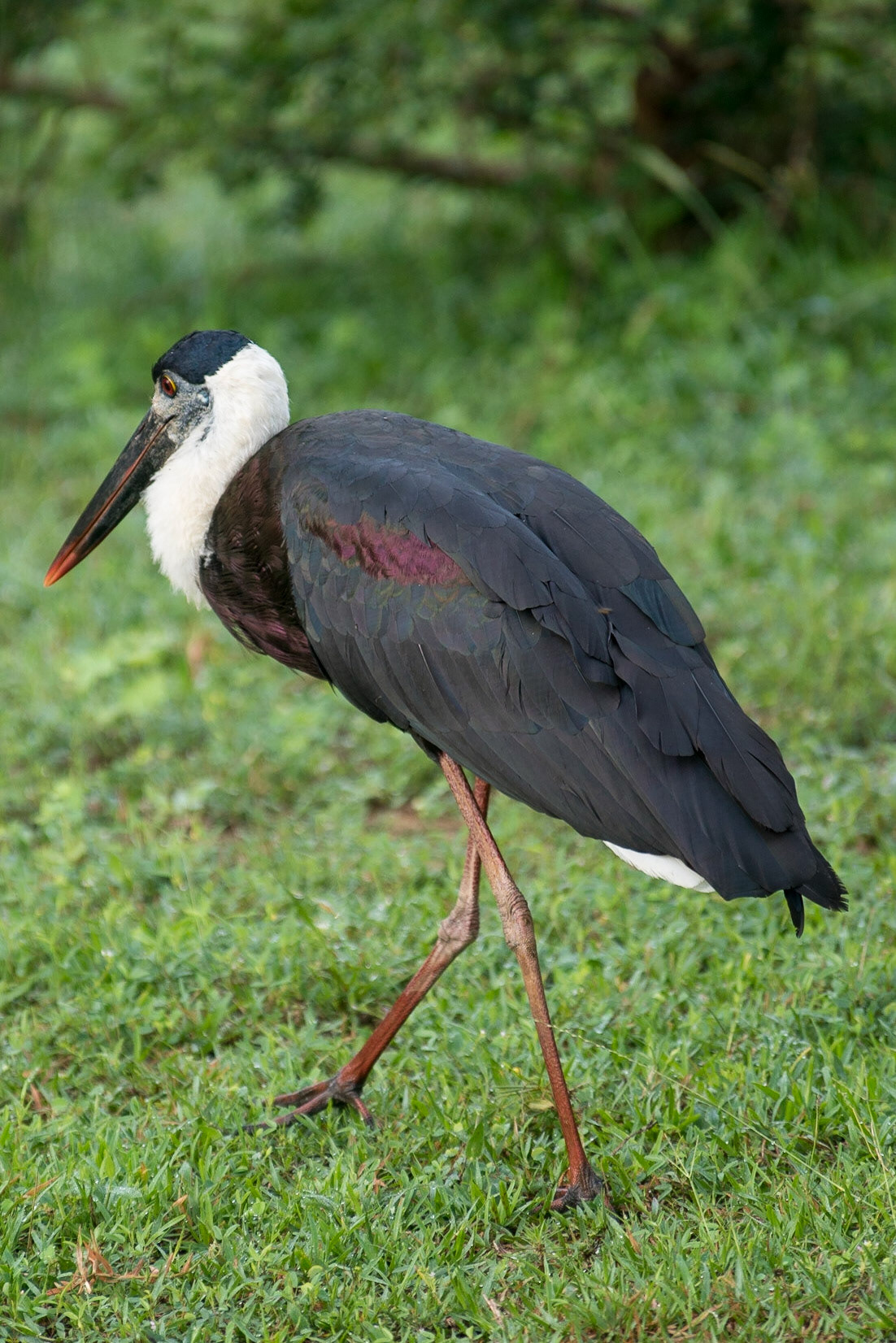 Sri Lanka, Yala National Park