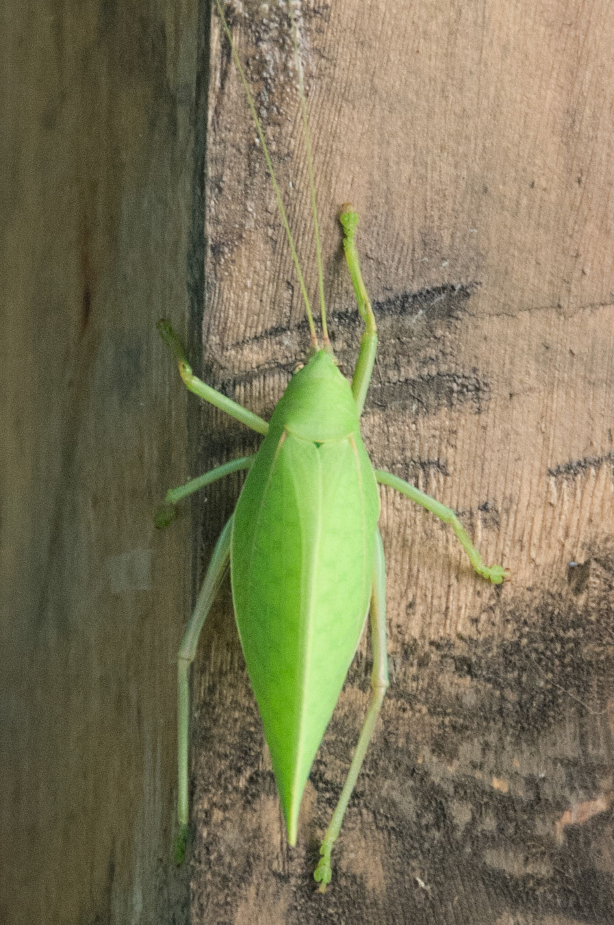 China, South Sicnuan  Province,