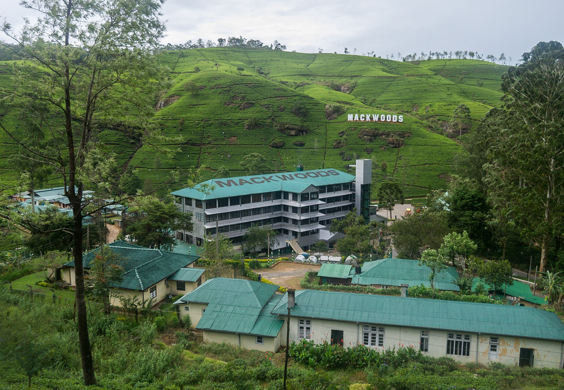 Sri Lanka, Mackwoods Tea Estate