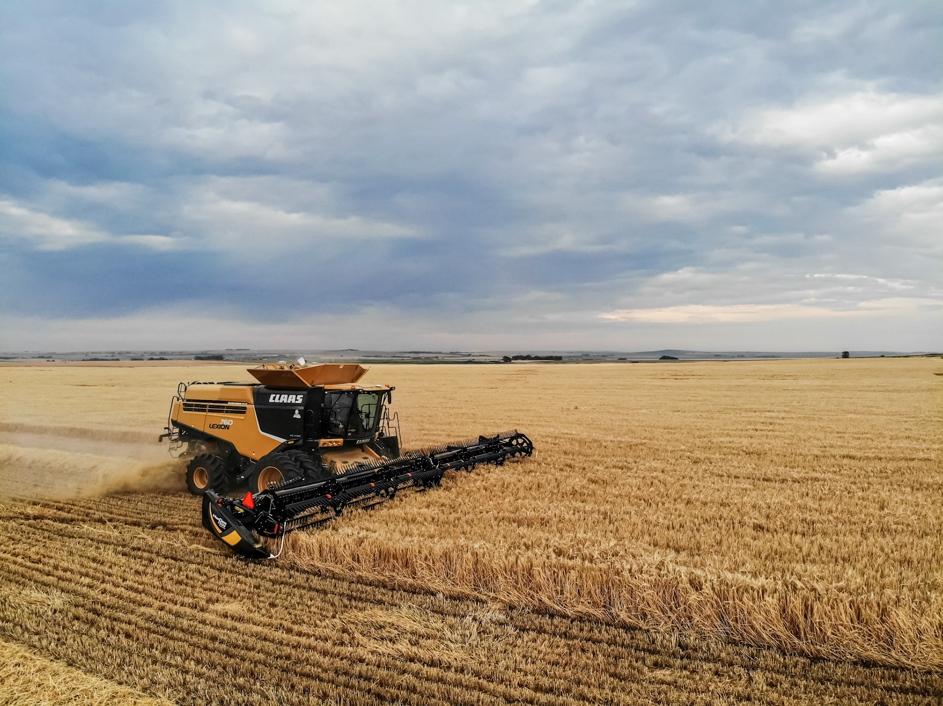 Chewing 45' of irrigated barley
