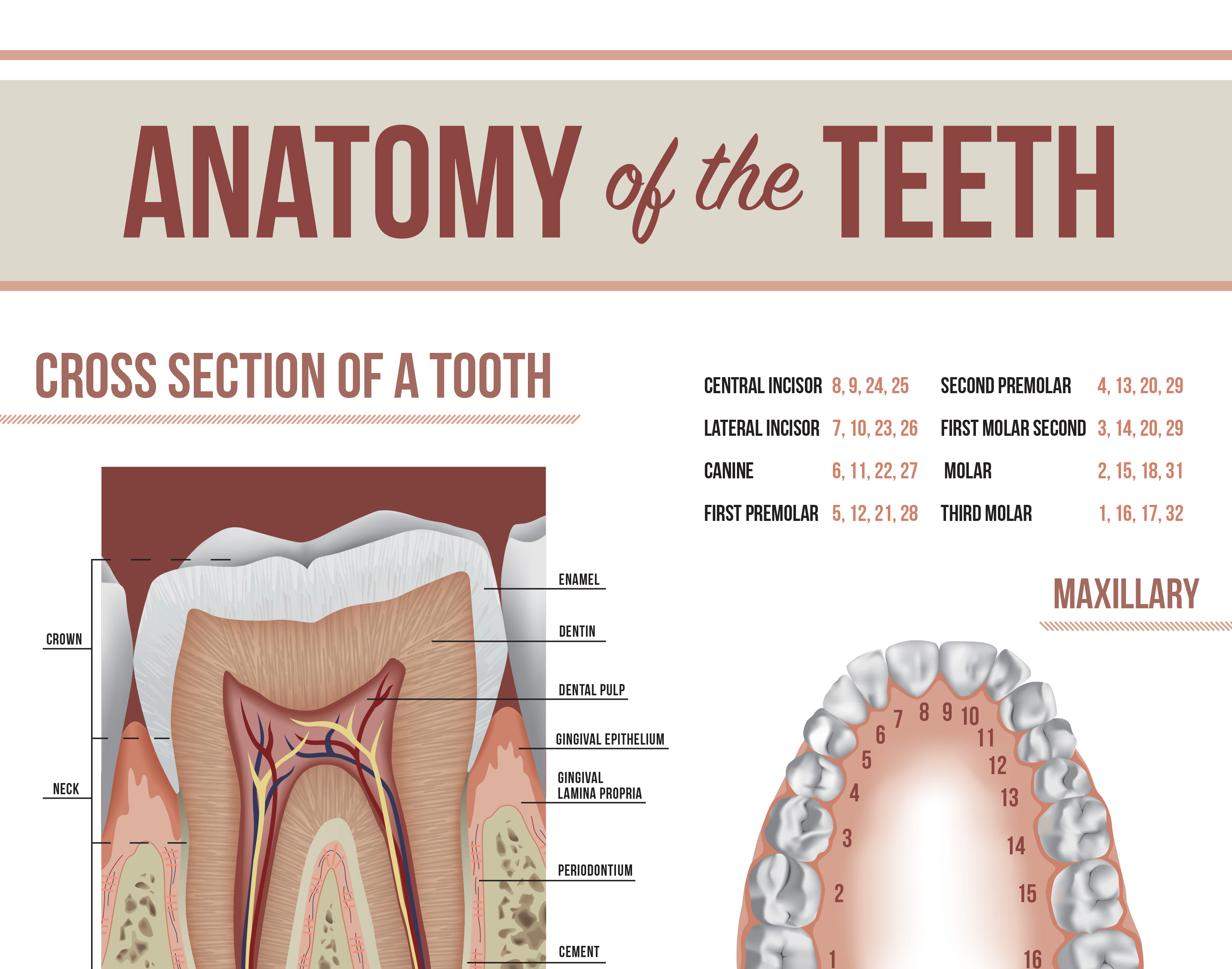 Tooth anatomy. Строение зуба. Постер зубы. Плакаты о зубах. Строение зуба плакат.