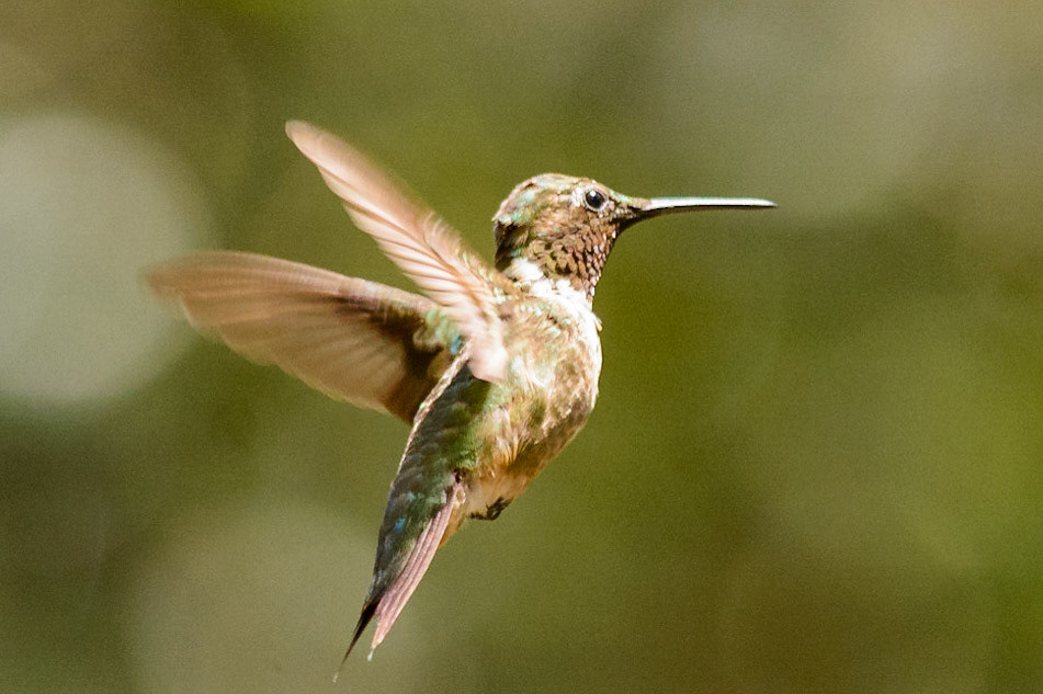 Ruby Throated Hummingbird