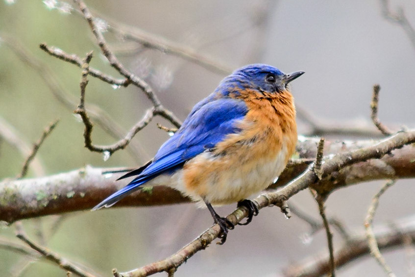 Eastern Bluebird
