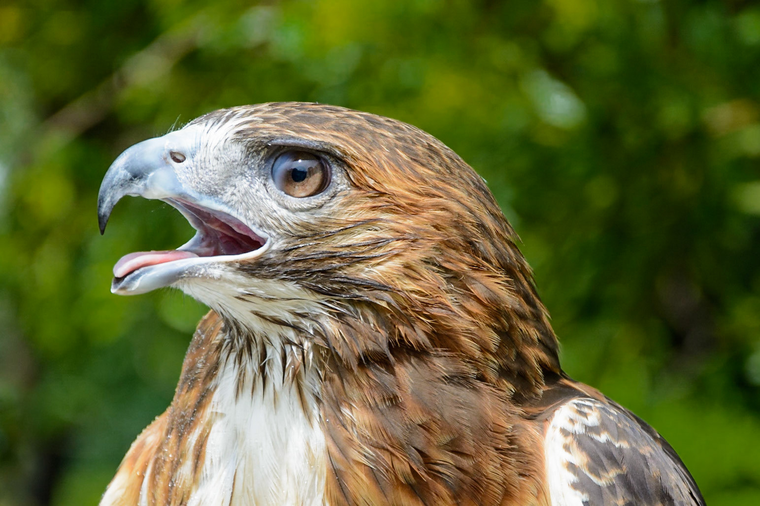Broad Tailed Hawk