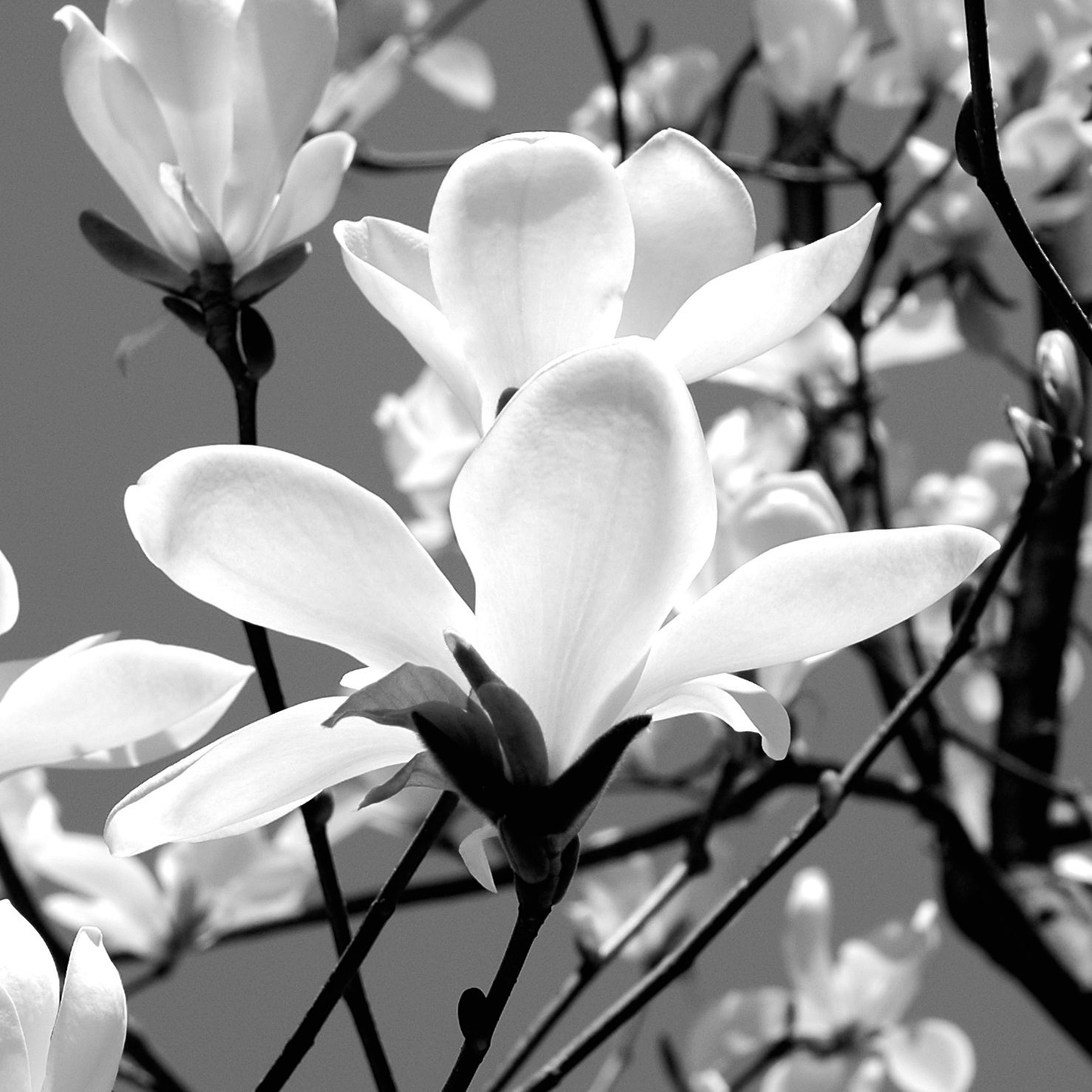 Magnolia in bloom, seen in black and white