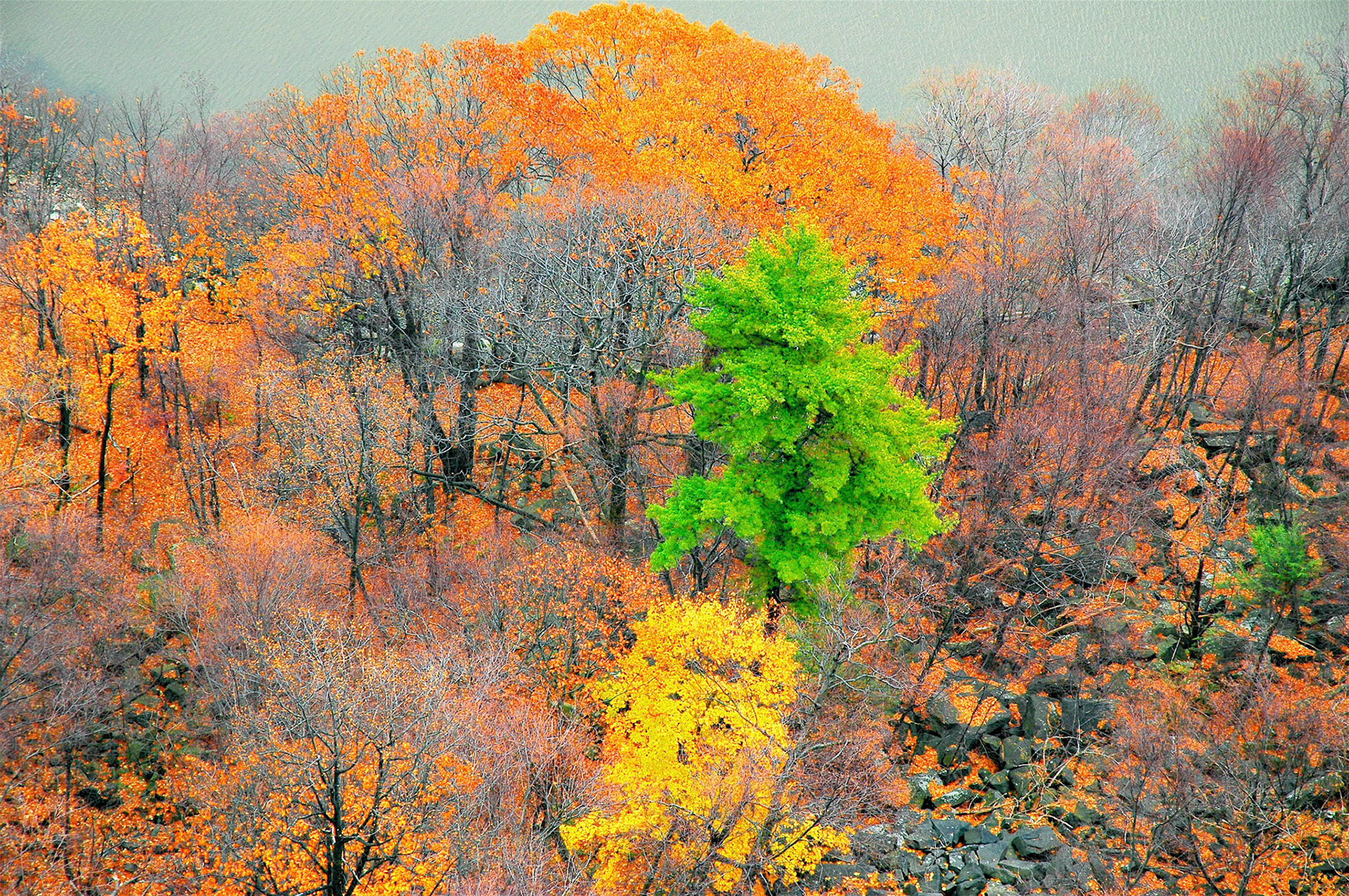 Trees in fall foliage on the Palisades