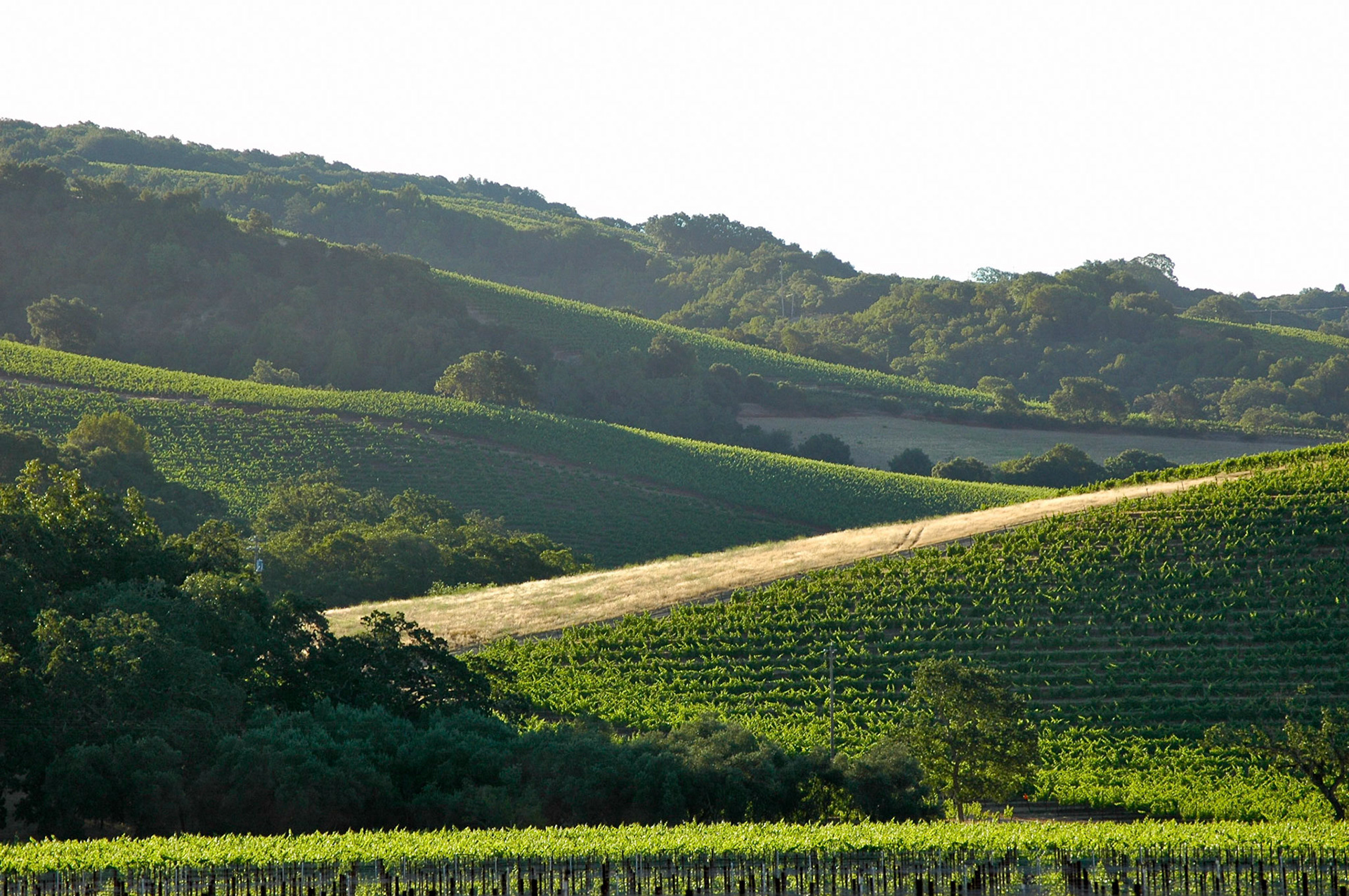 Vineyards on a hillside in Sonoma in early morning sun