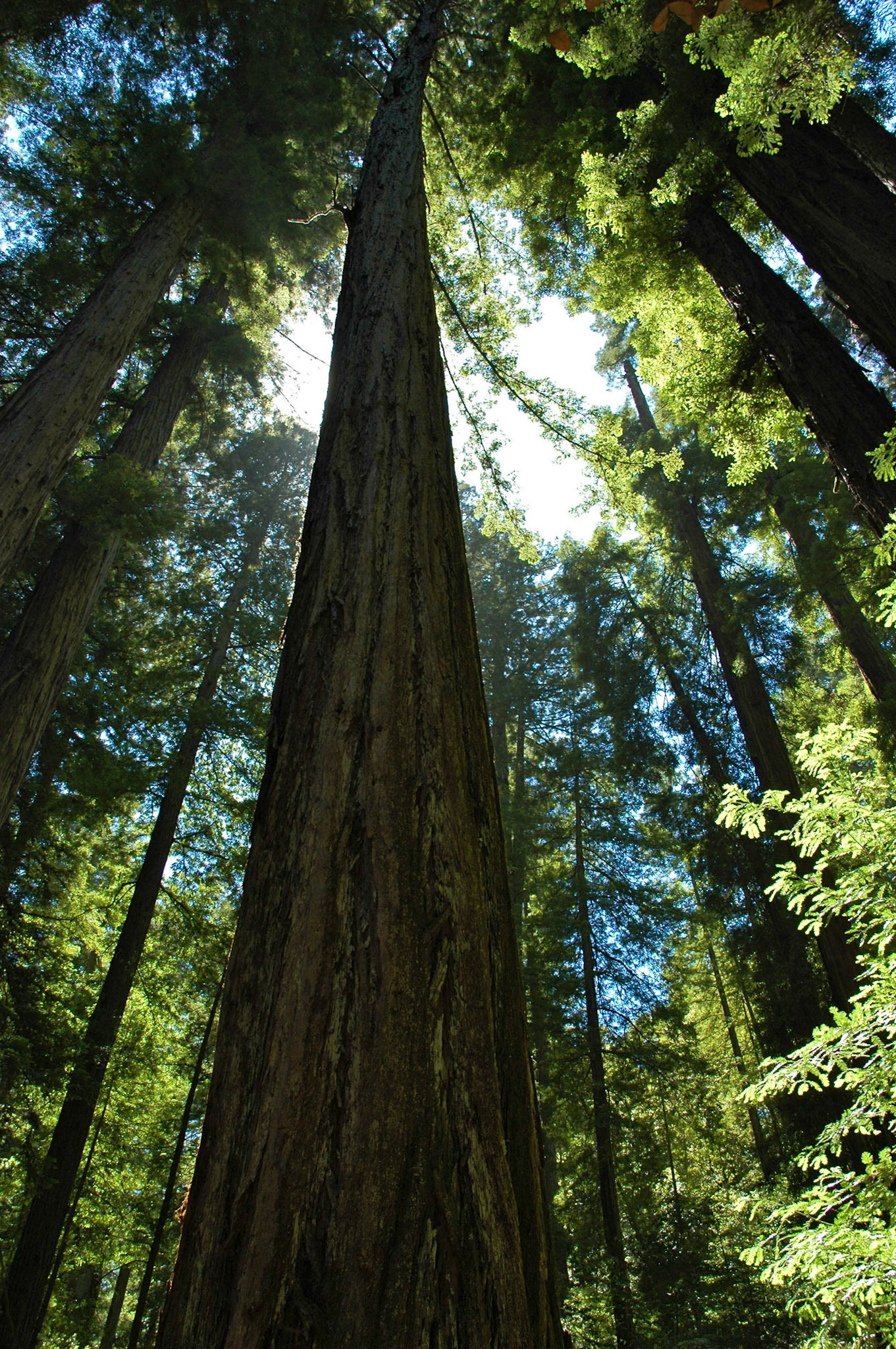 Looking up to the sky through coastal redwood trees at Armstrong Redwoods Park