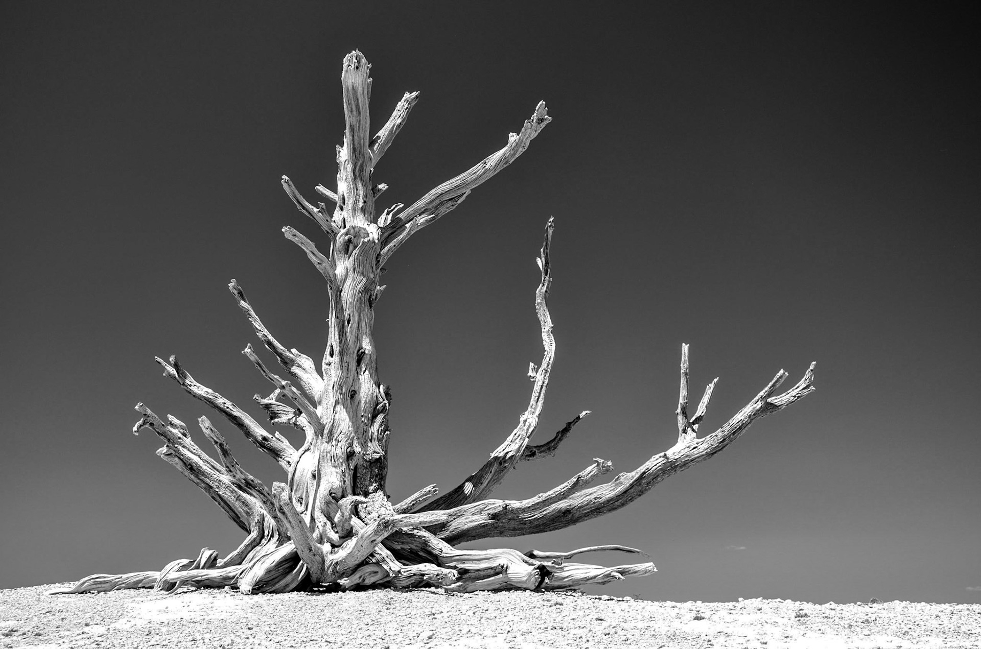 Black and whit of a dead tree in profile in Bryce Canyon, Utah