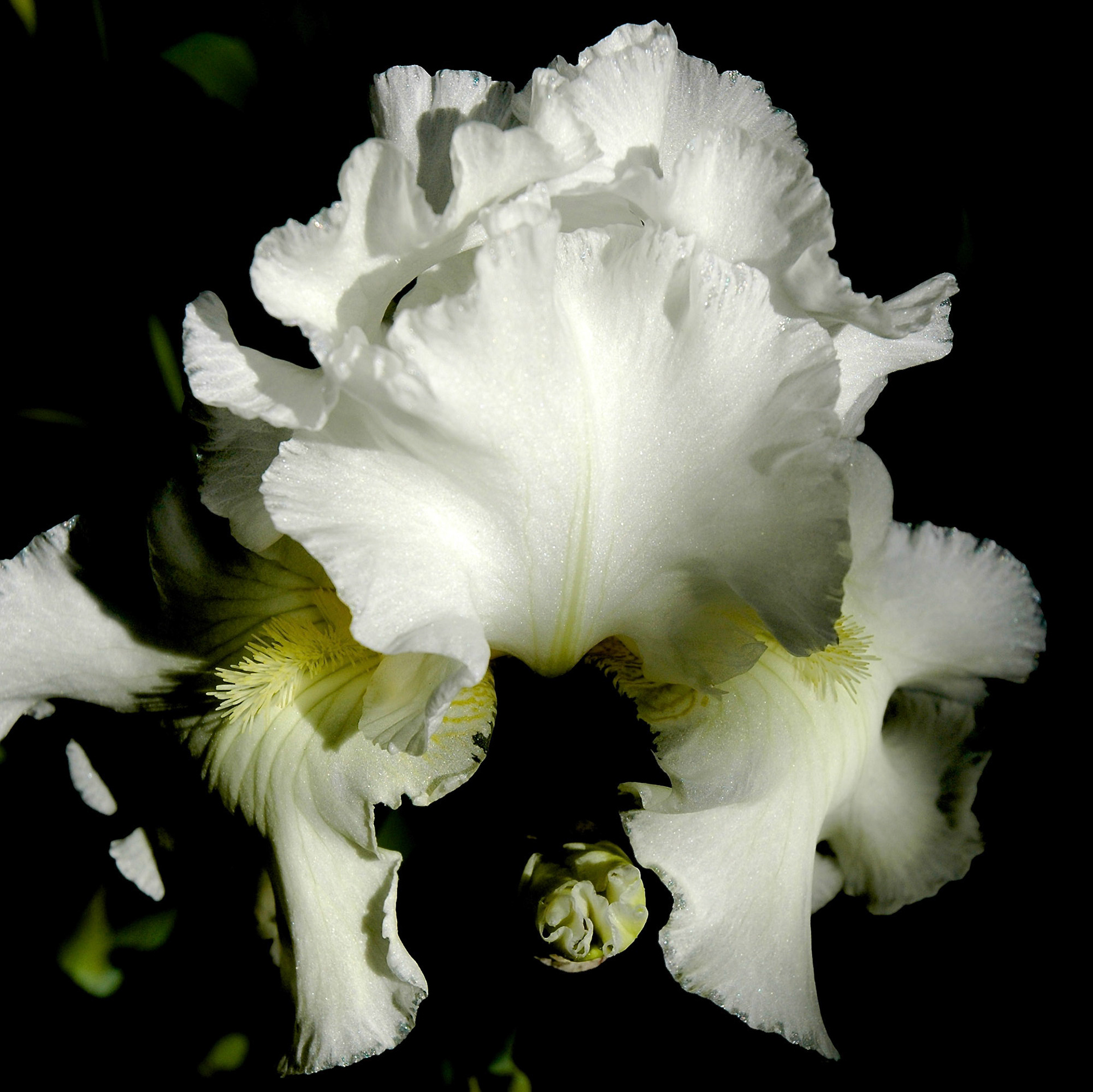 Close up of white iris flower