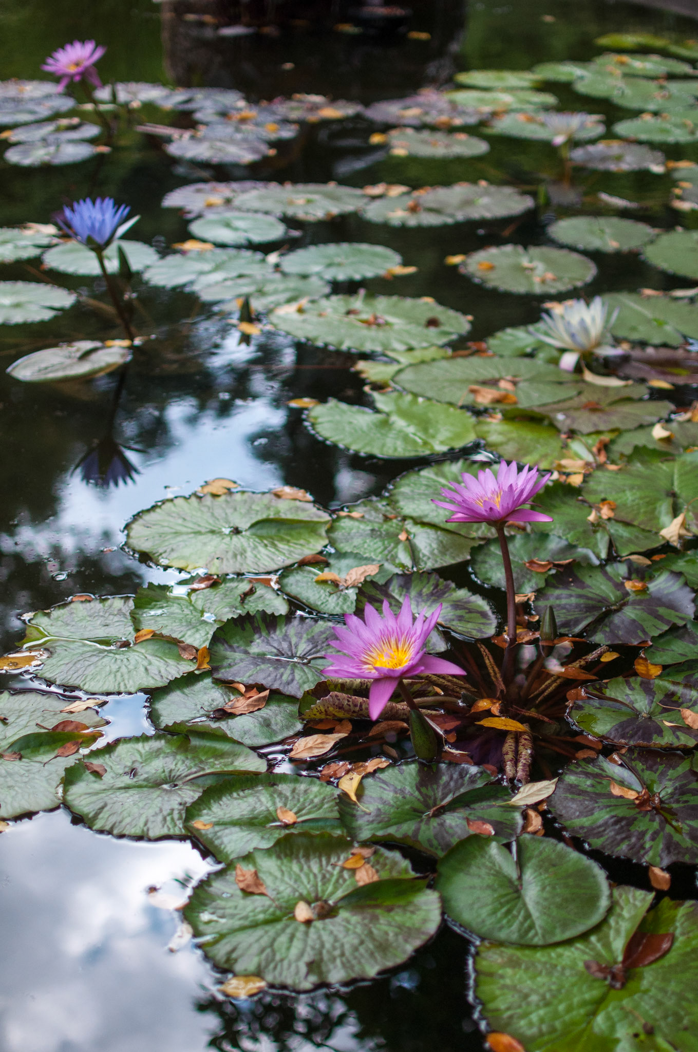 Conservatory Garden in Central Park