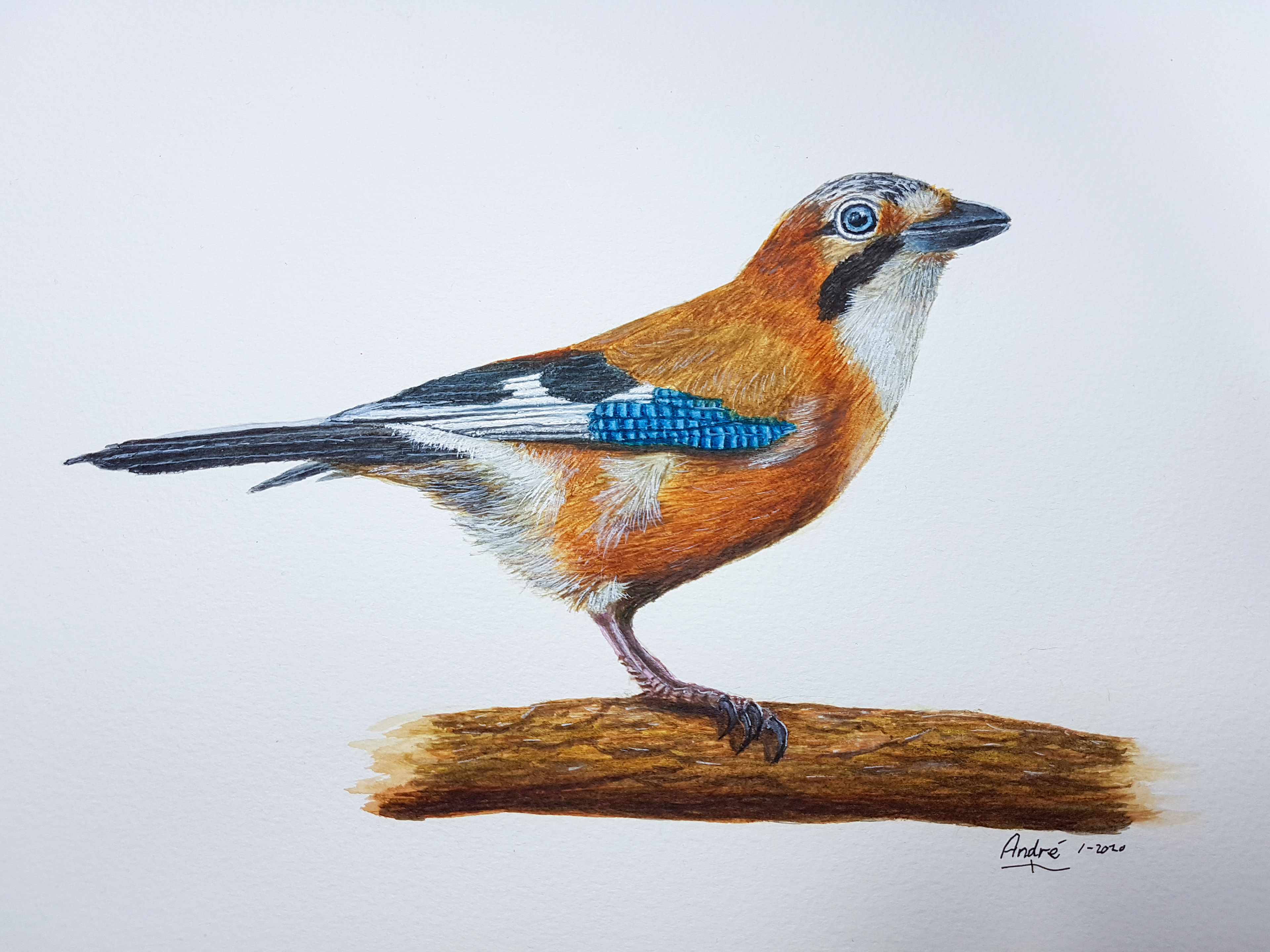 Jay A4 (own pic)