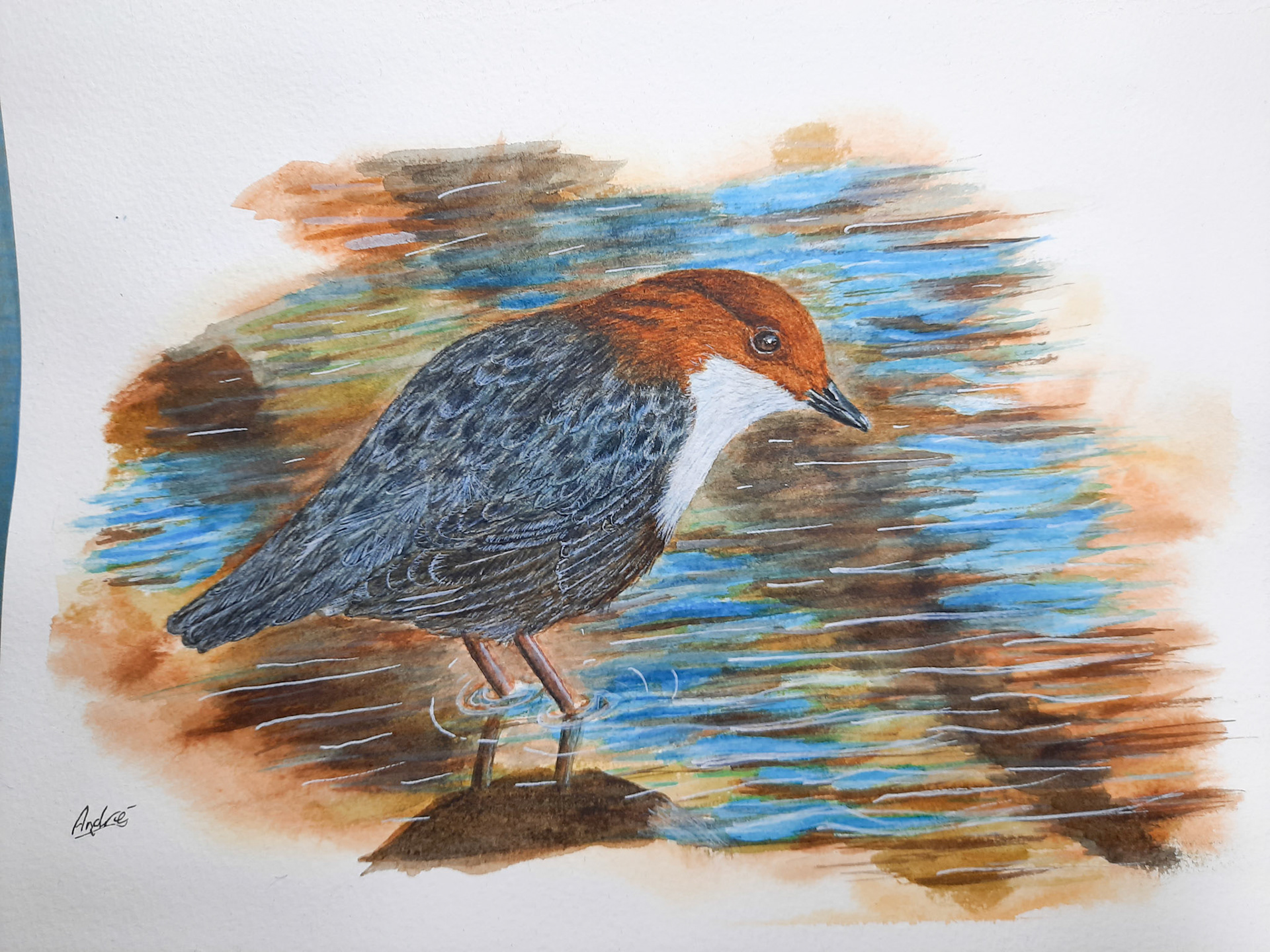 Dipper A4 (own reference pic)