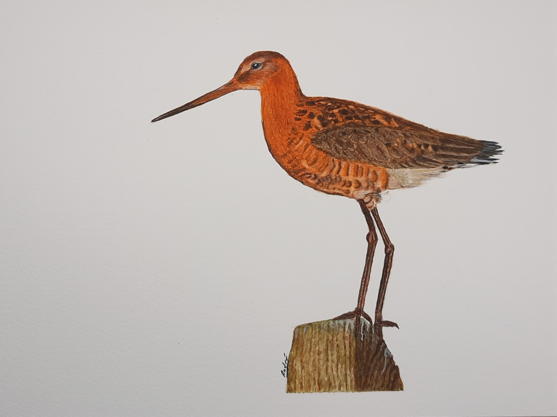 Godwit