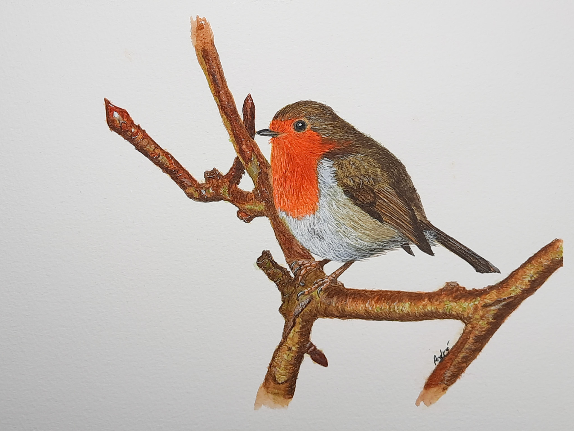 Robin A4 (reference pic by @thedevonartist)
