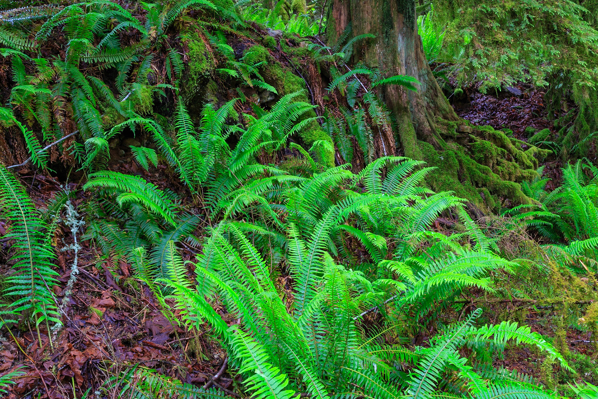 If you’ve ever enjoyed a leisurely wander through a serene woodland, you already know that being surrounded by the beauty of the forest is soothing, rejuvenating and inspiring. This print captures all of the magic of British Columbia, Canada’s unspoiled woodlands, via its depiction of lush green ferns and other colourful forest foliage. This nature photograph is the work of Vancouver artist, Toby Malek, who earned a Master’s Degree in Media Arts while studying in Vienna, Austria. Malek looks for the most compelling patterns in nature and then captures them with his digital camera. He uses his technical photography skills and artist’s eye to create photographs which are thoughtfully composed and a pleasure to behold. This enchanting example of Vancouver nature photography is special because of its fine detail and exciting color palette. Bright green leaves are the focal point. Dark-purple leaves lie beneath and enrich the entire frame, by adding just the right level of contrast. When you choose archival canvas, you’ll find that you receive a print with a three-dimensional quality. Your archival canvas print will last for over a century. If you prefer photo paper, you may rest assured that you will receive archival quality. Whatever you choose, your print will feature ultra-HD resolution, as well as an amazing color gamut. So, why not order this elegant and inspiring print today? You’ll love its quality and beauty.