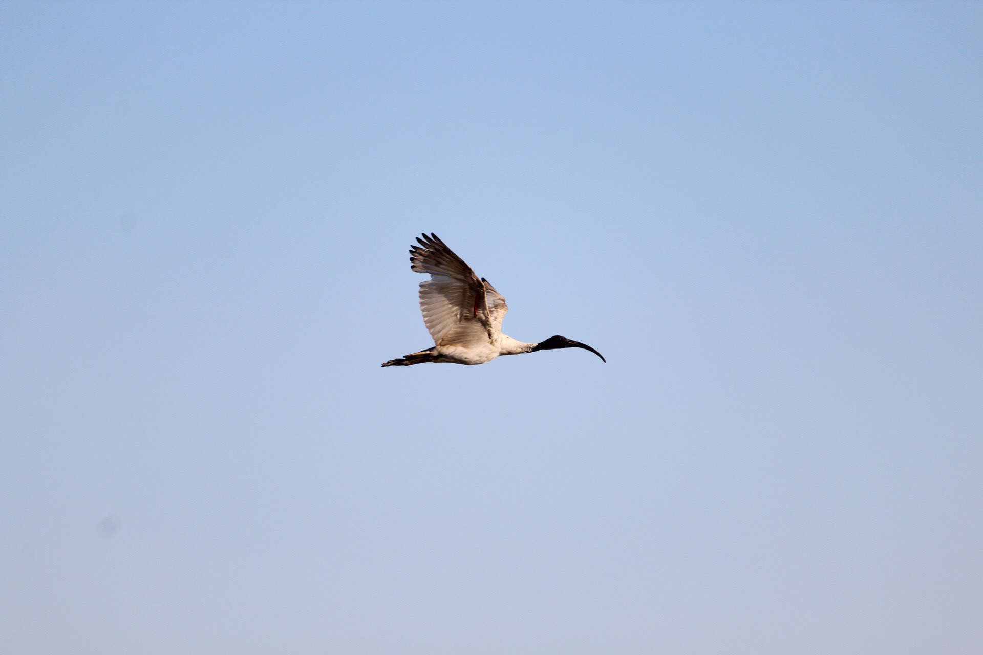 threskiornis moluccus