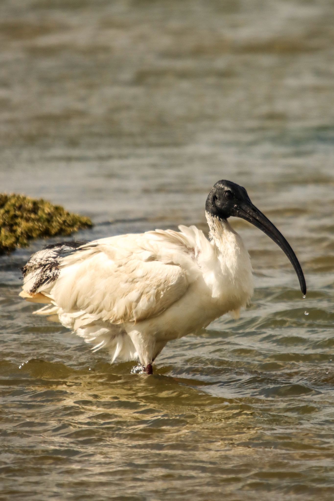 threskiornis moluccus