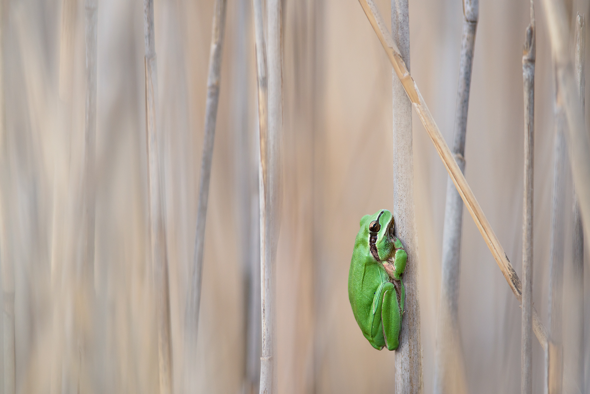 Hyla meridionalis