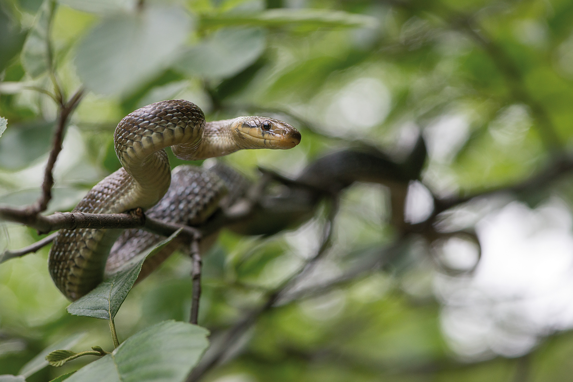 Zamenis longissimus