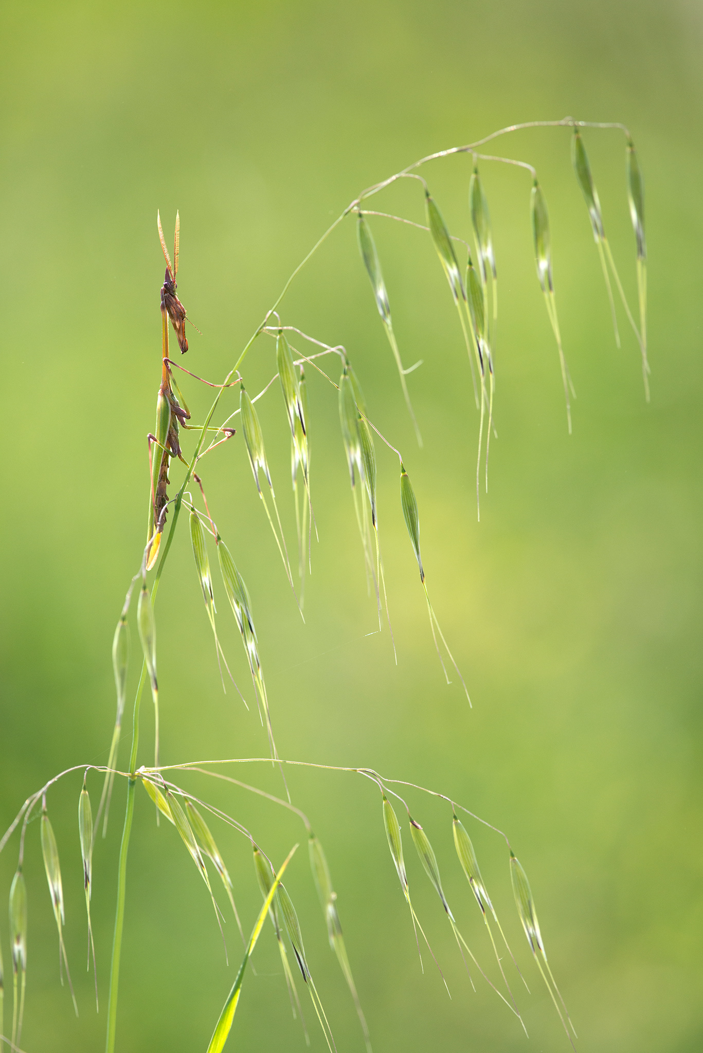 Empusa pennata