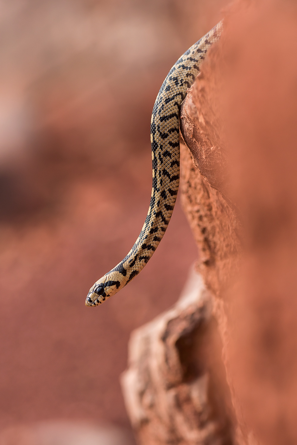 Zamenis scalaris