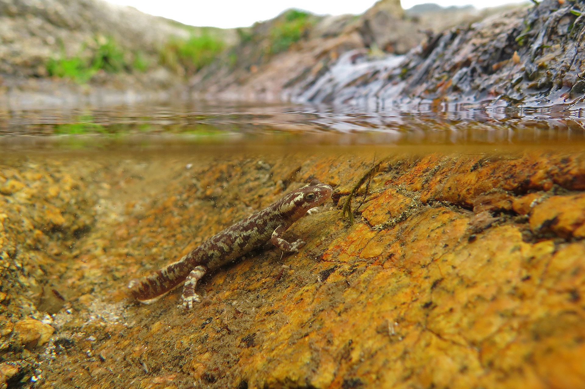 Euproctus montanus - Euprocte de Corse