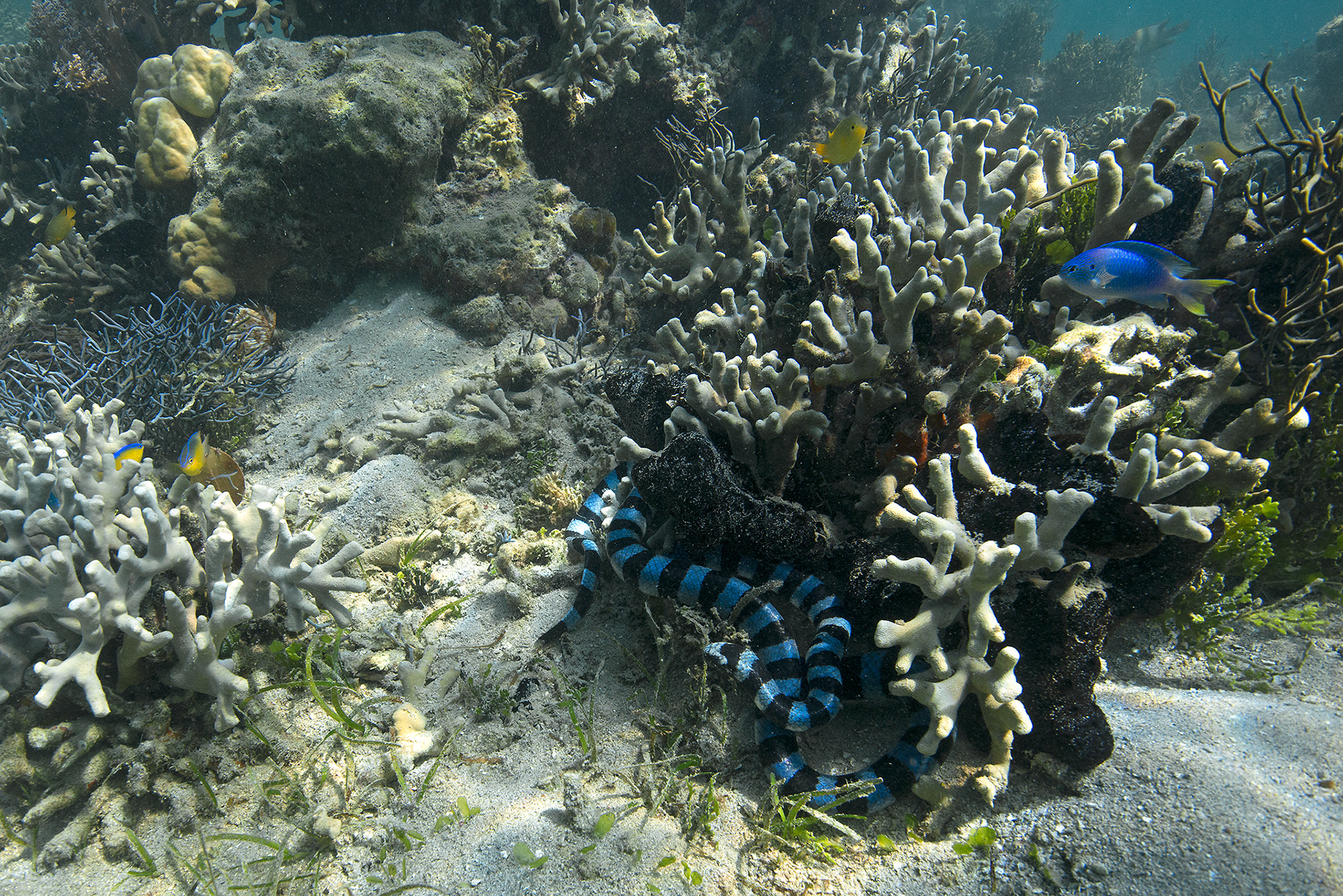 Laticauda laticaudata
