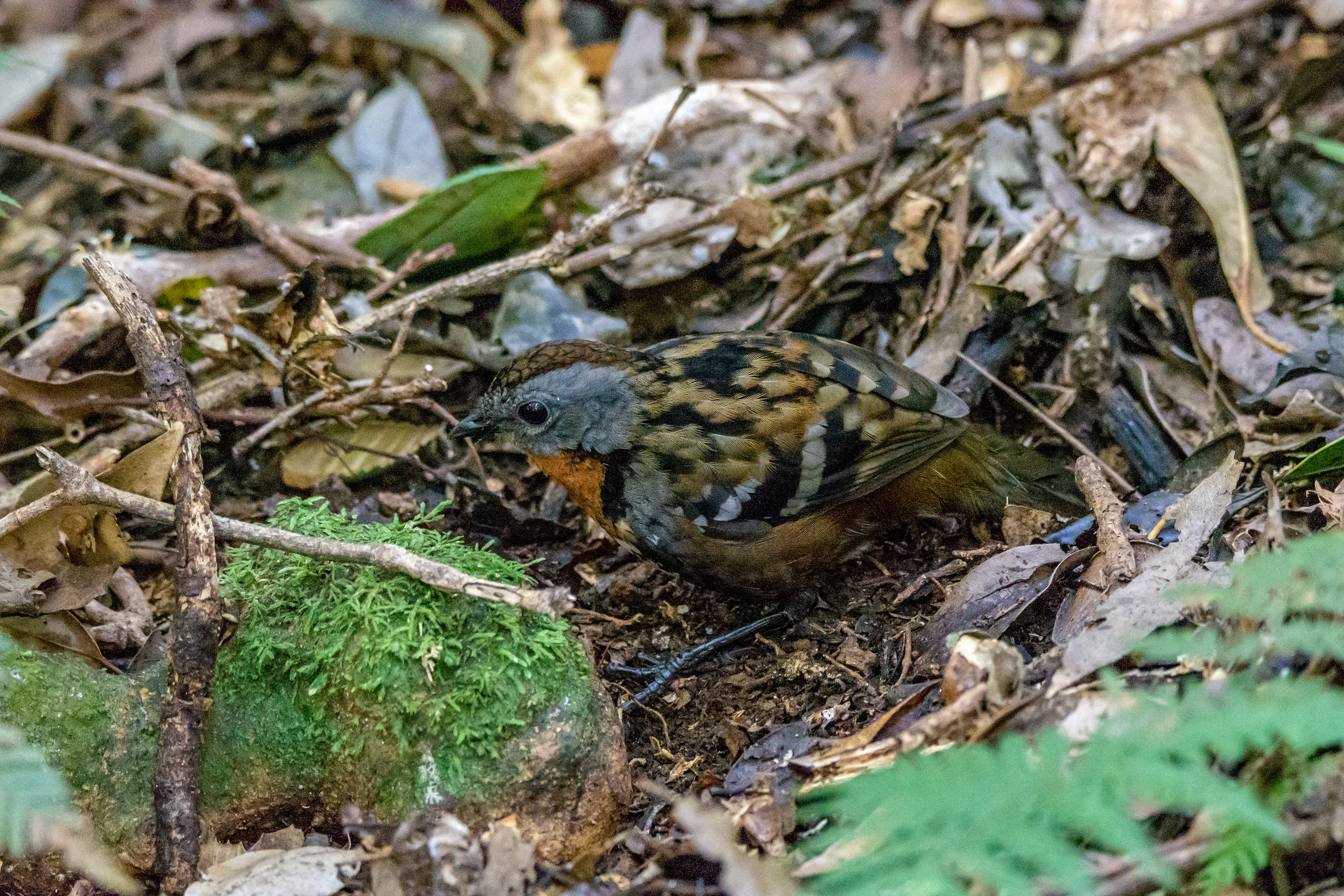 Logrunners and chowchillas (Australian logrunner)