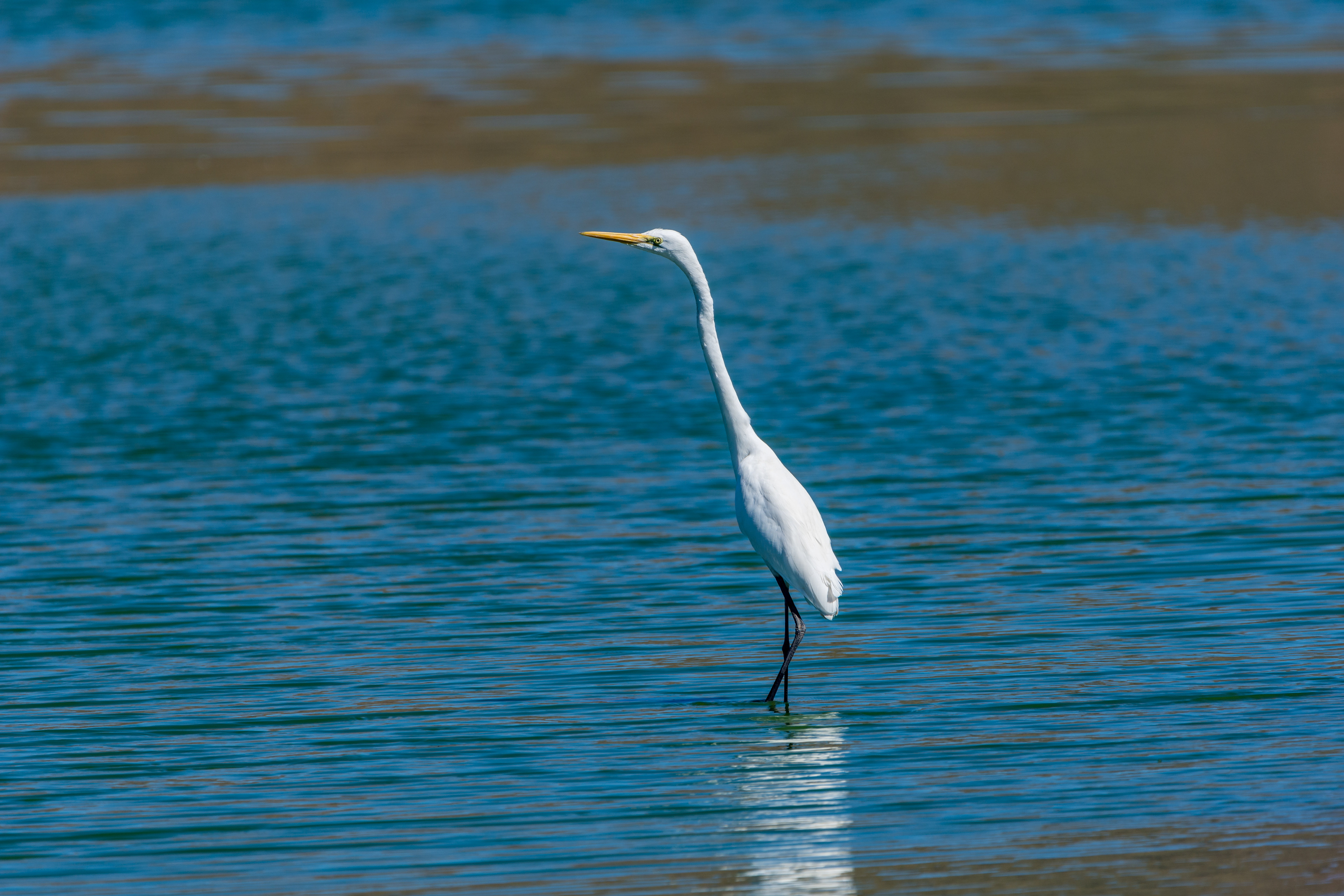 Eastern great egret