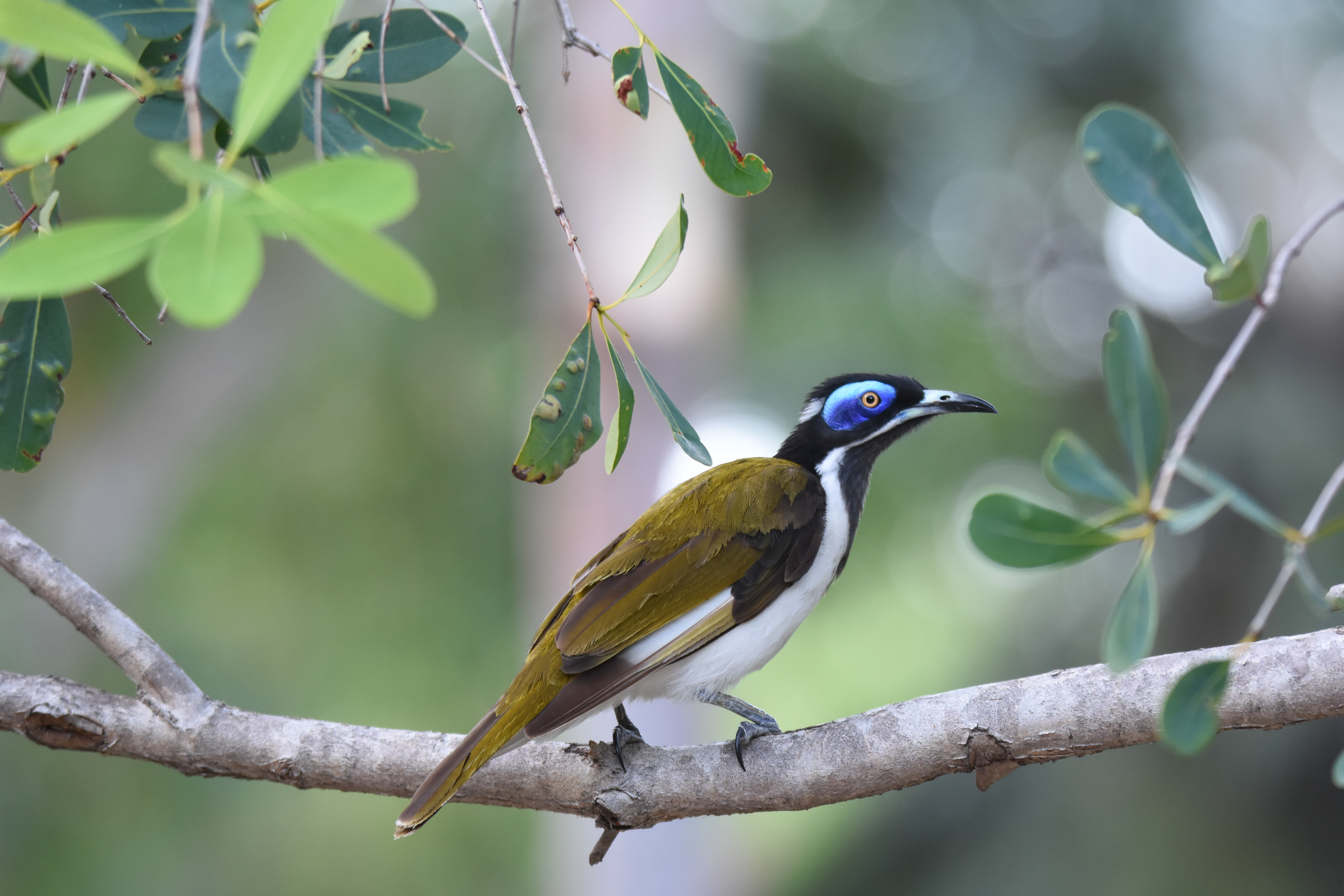 Honeyeaters (Blue-faced honeyeater)