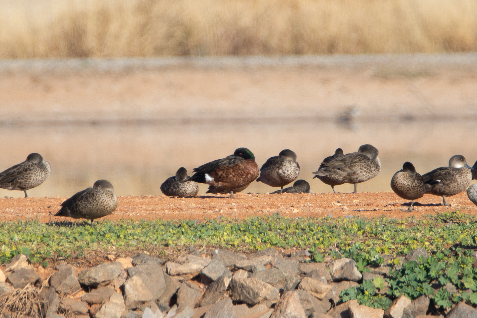 Chestnut teal