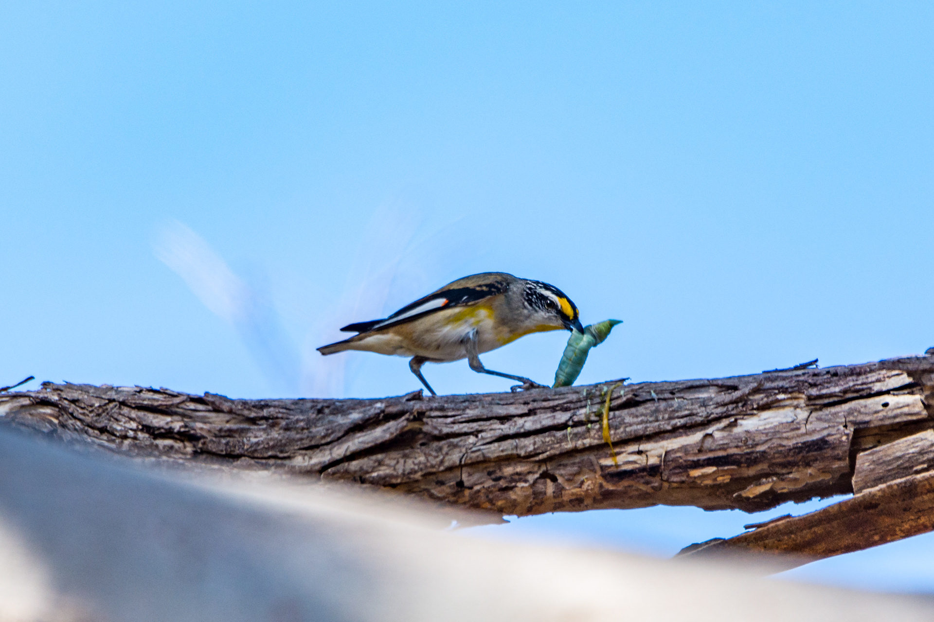Pardalotes (Striated pardalote)