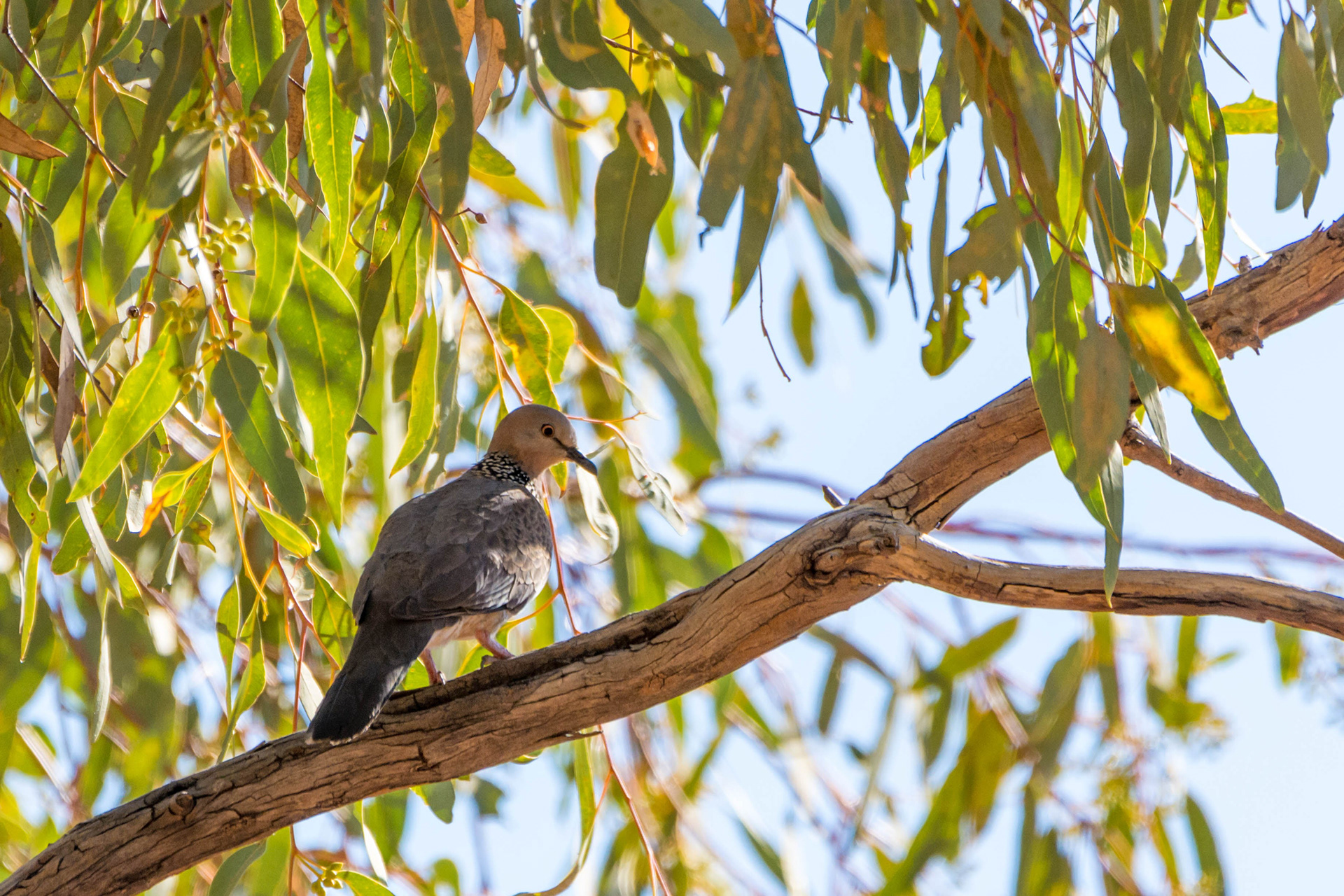 Spotted dove