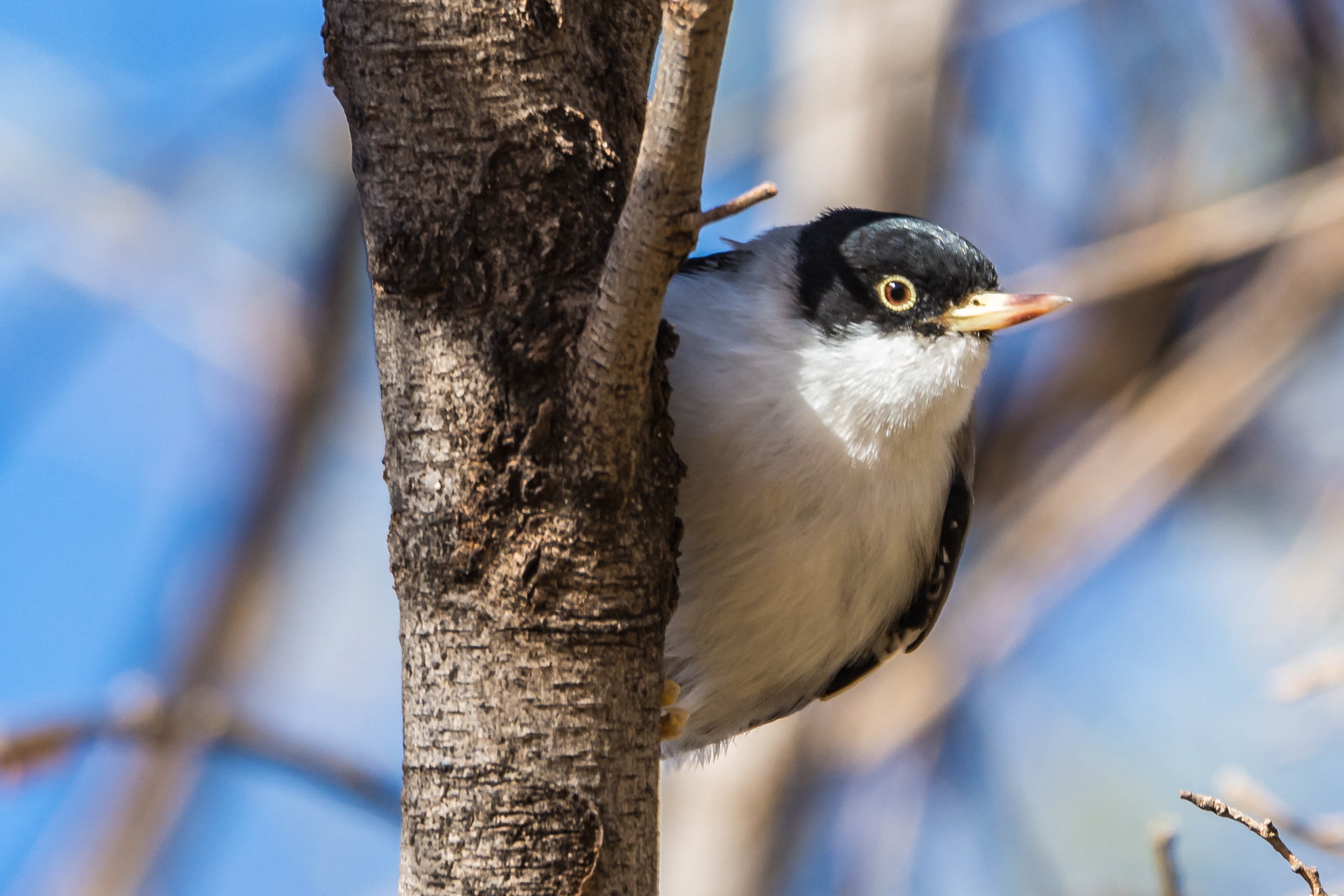Sittellas (Varied sittella)