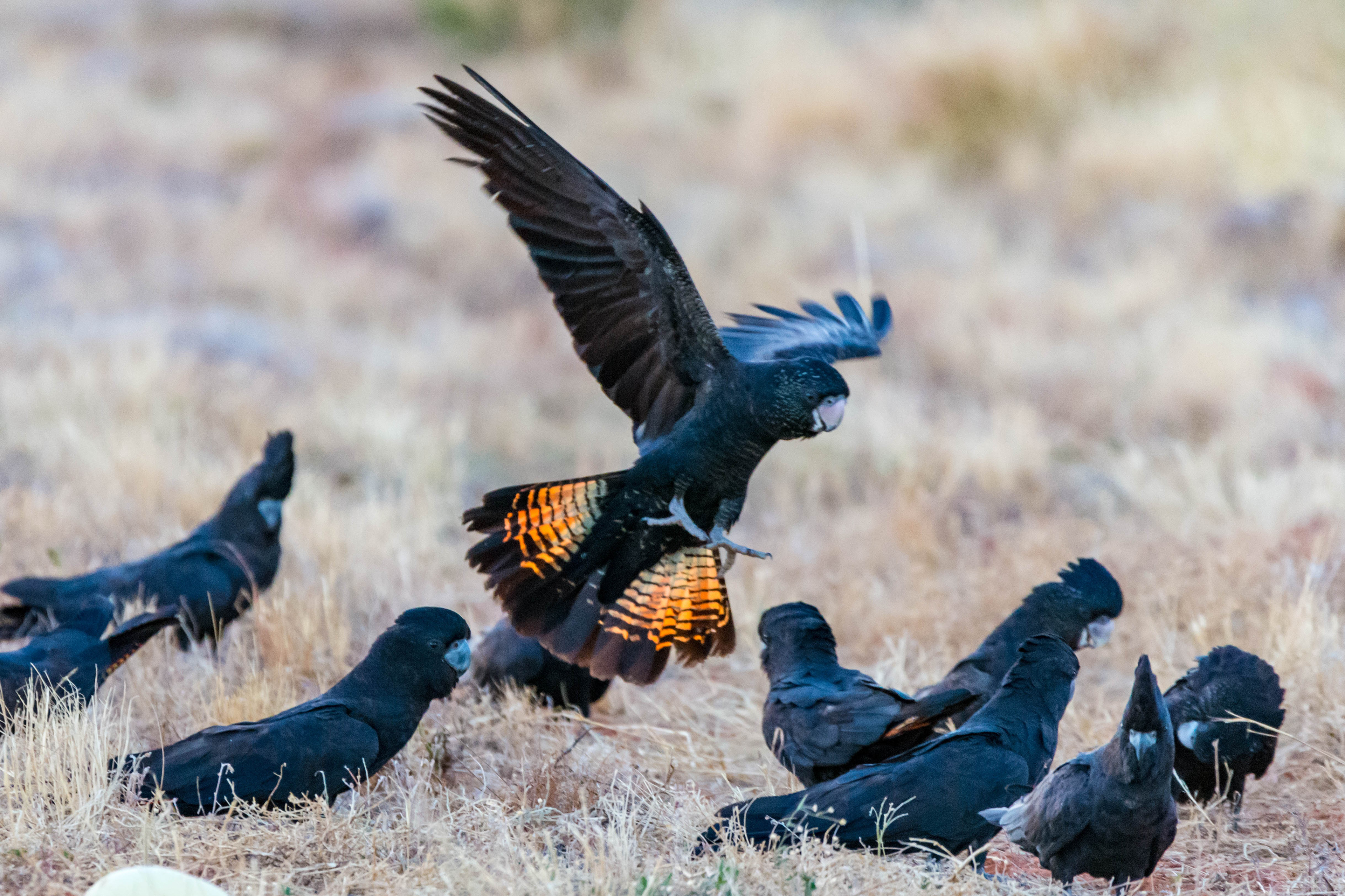 Red-tailed black cockatoo