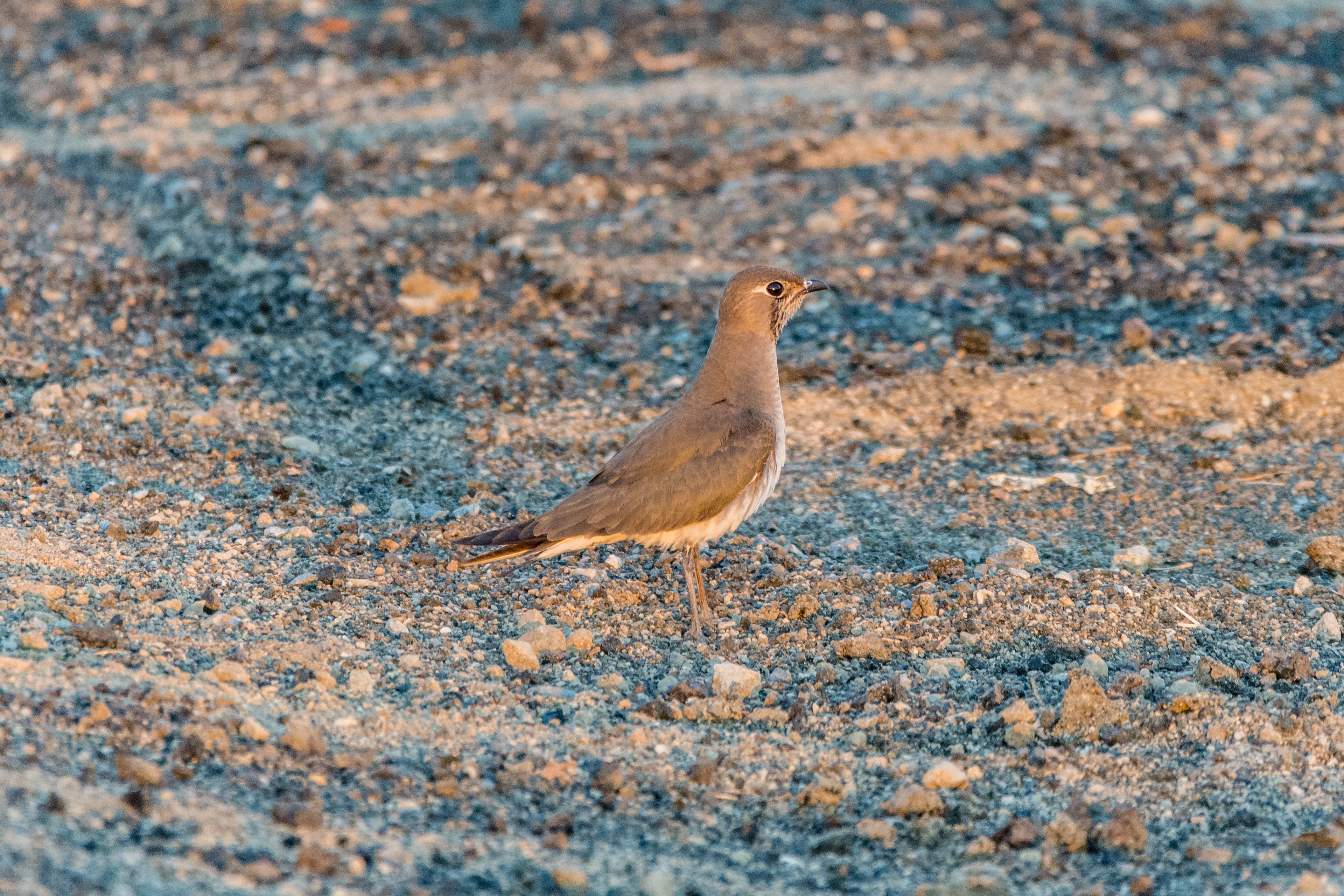 Oriental pratincole