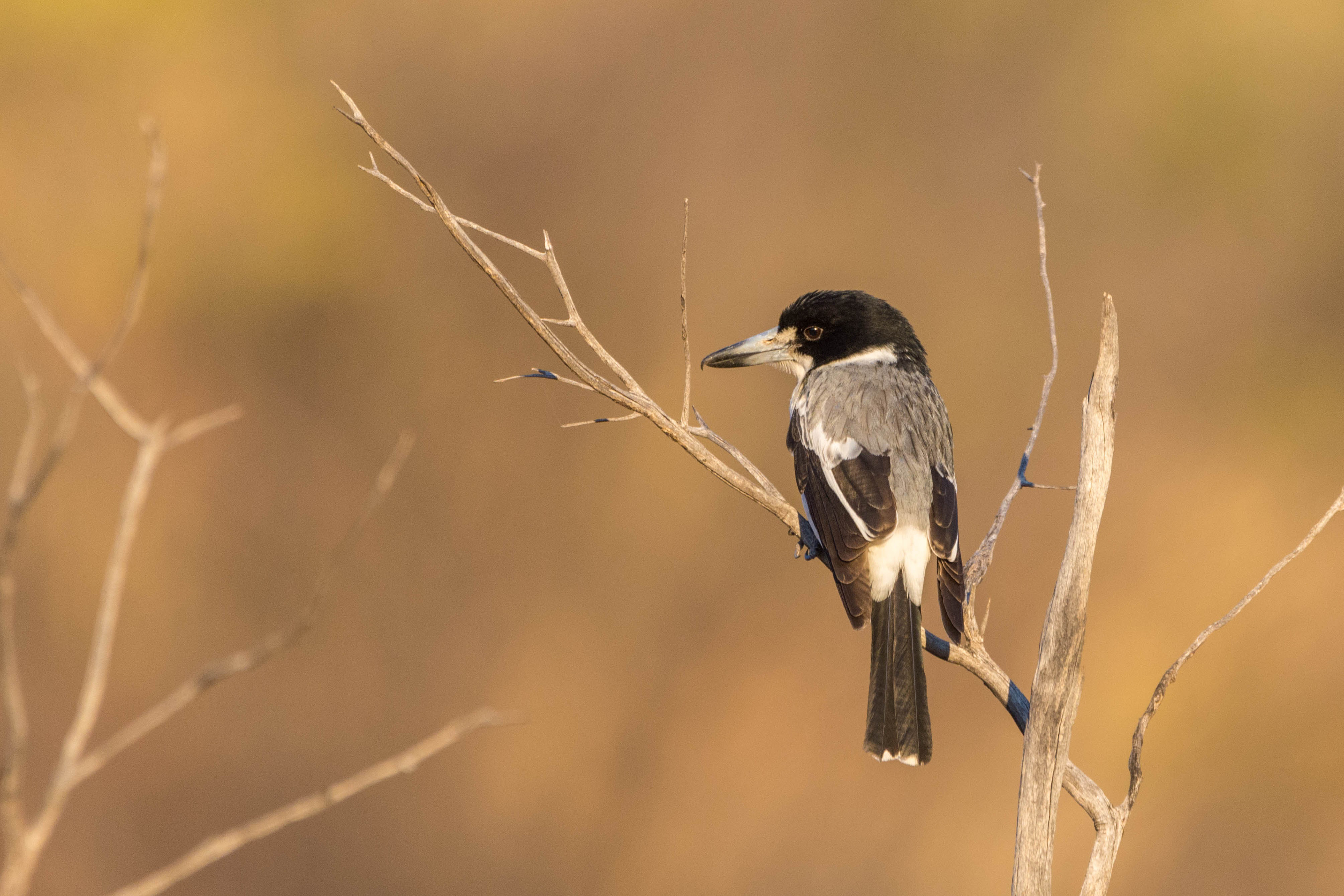 Grey butcherbird