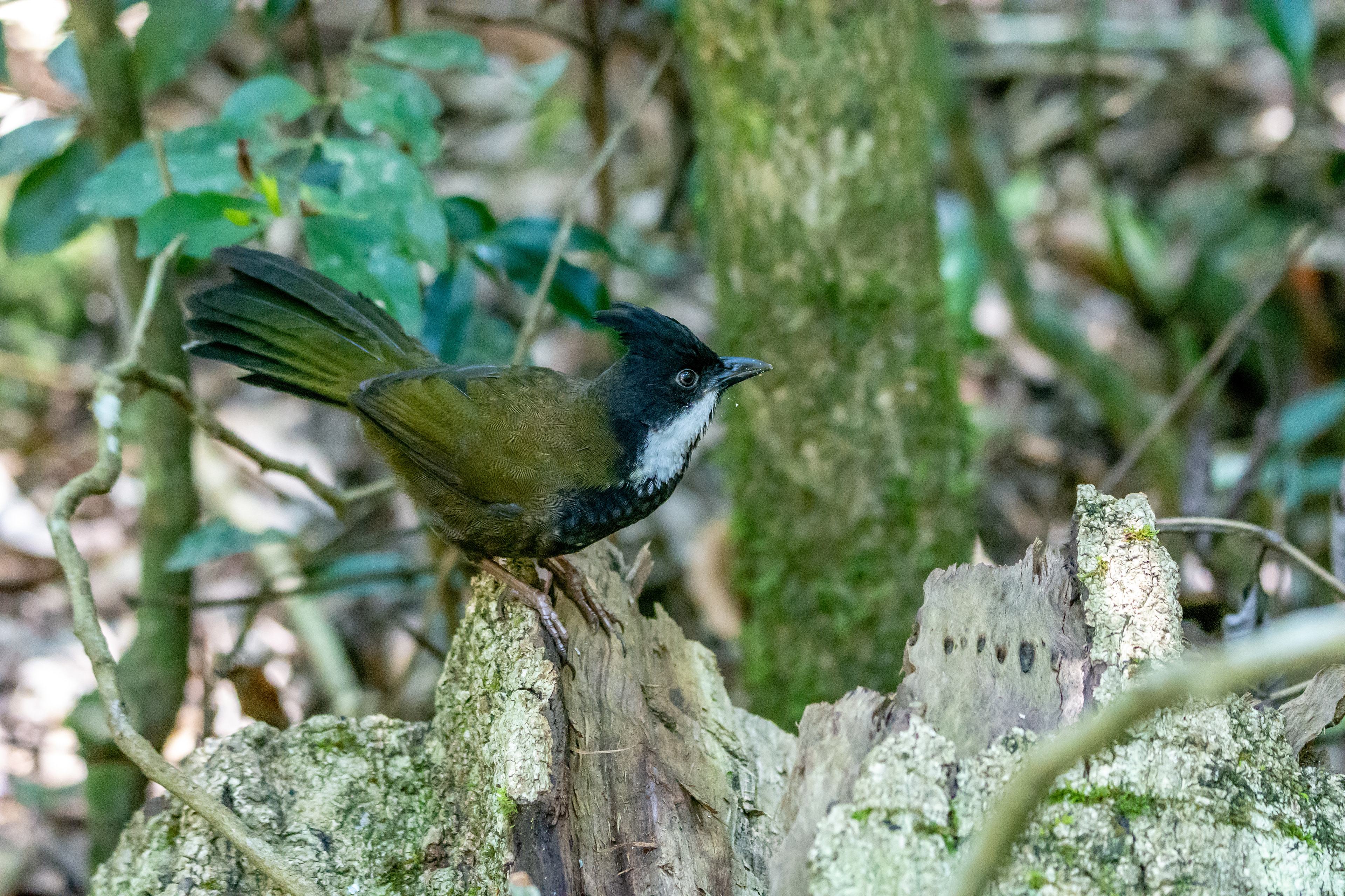 Quail-thrush, whipbirds, and wedgebills (Eastern whipbird)