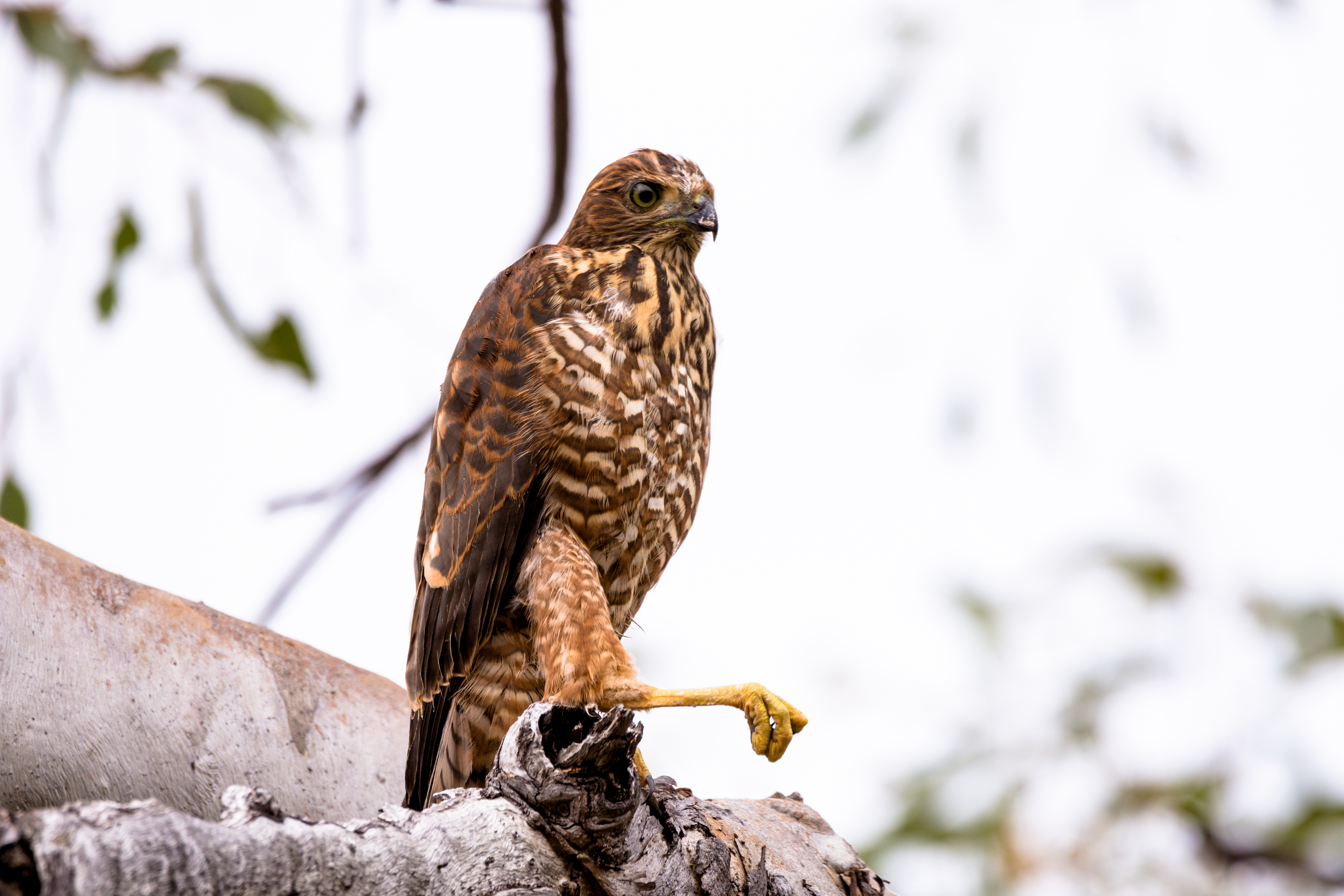 Brown goshawk