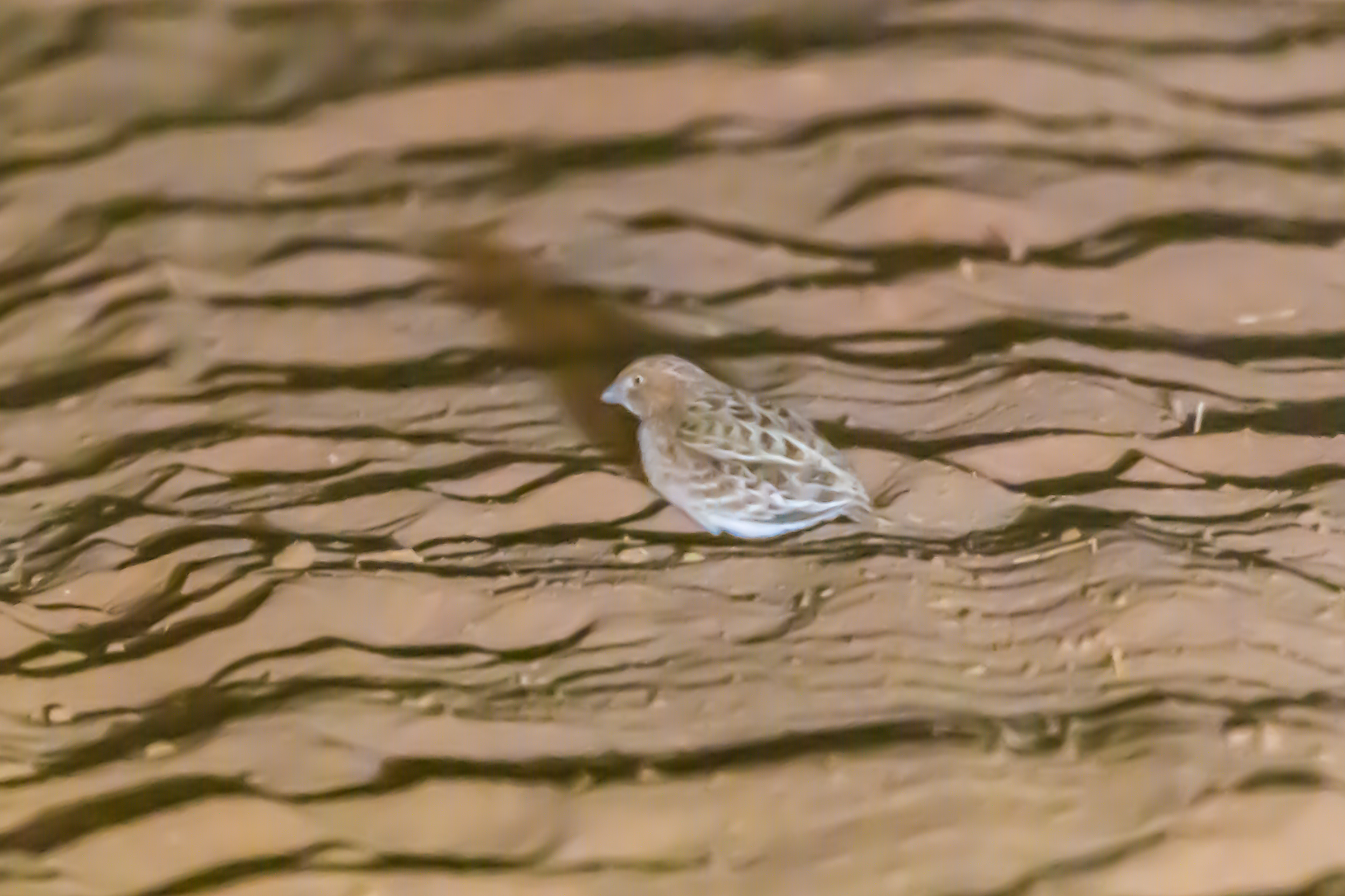 Buttonquails (Little buttonquail)