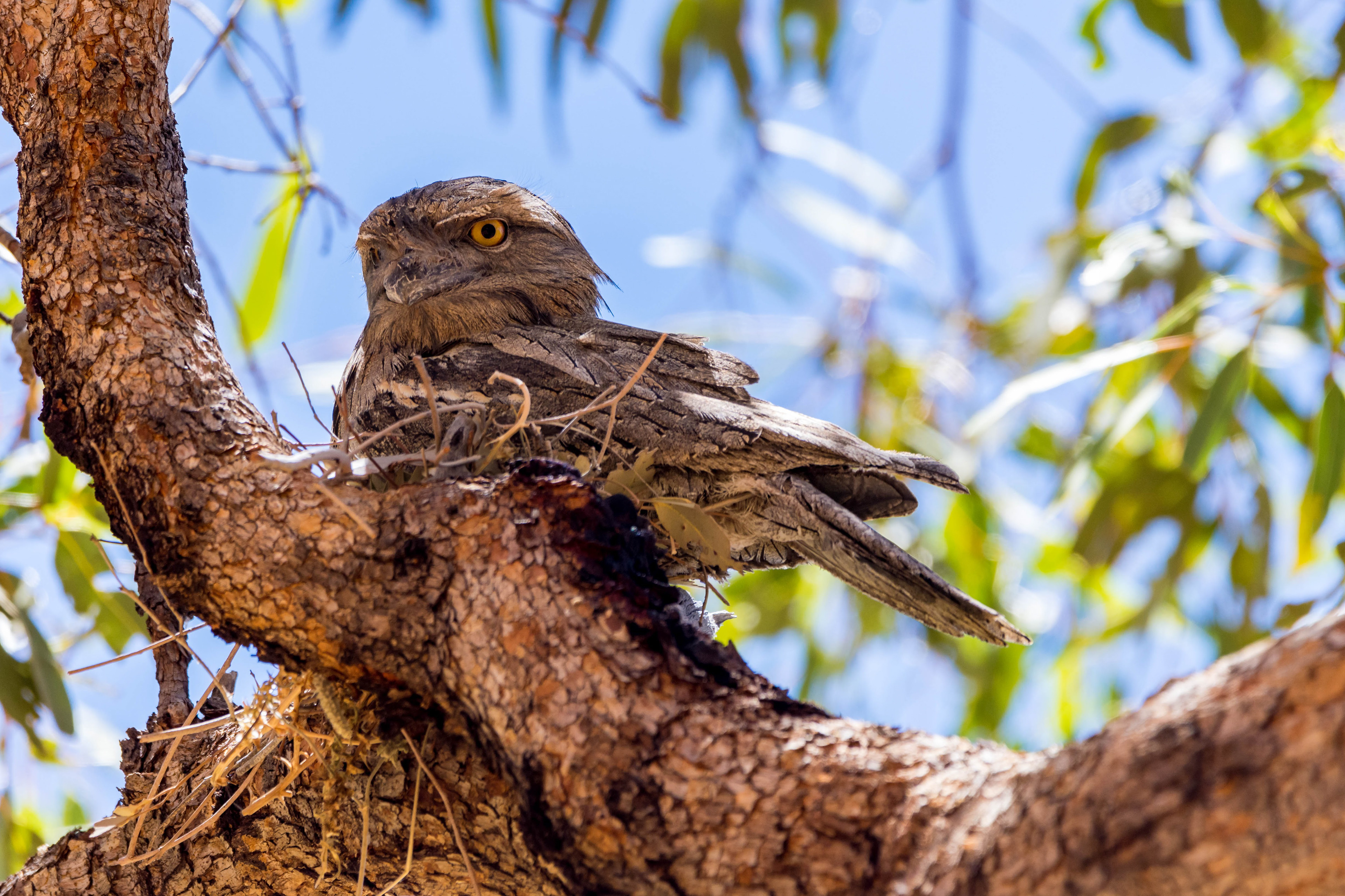 Tawny frogmouth