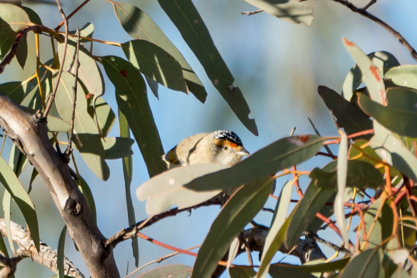 Red-browed pardalote