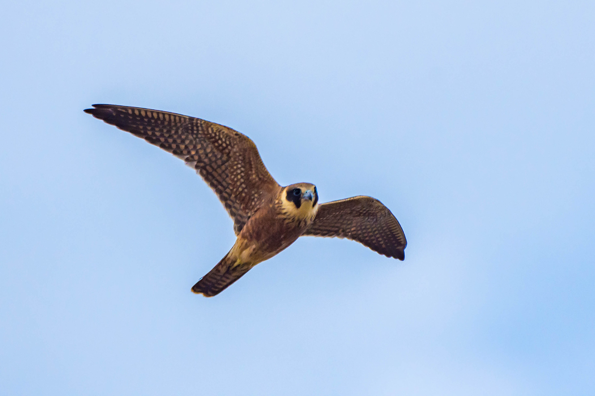 Australian hobby