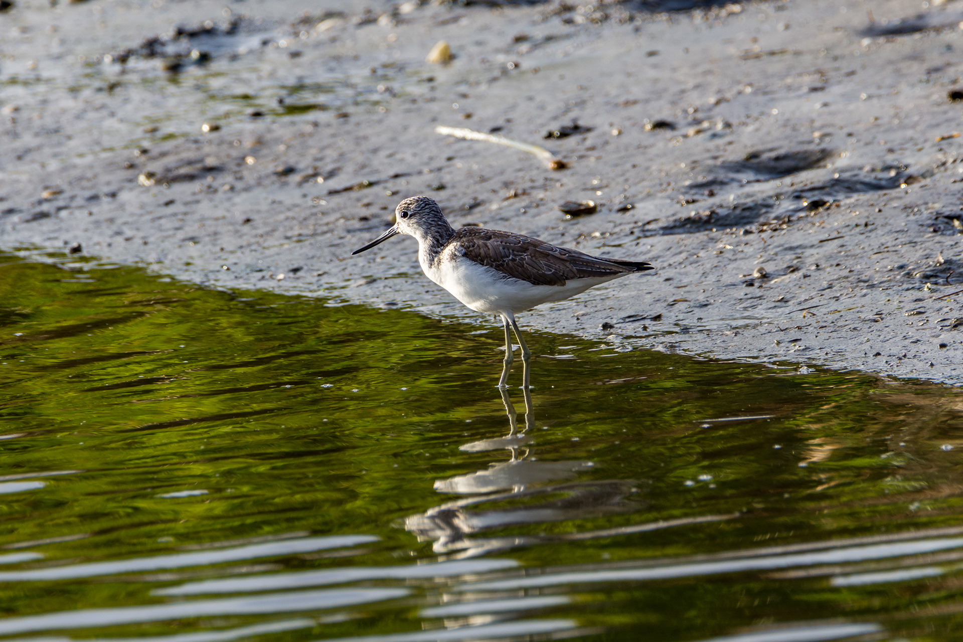 Waders and shorebirds (Common greenshank)