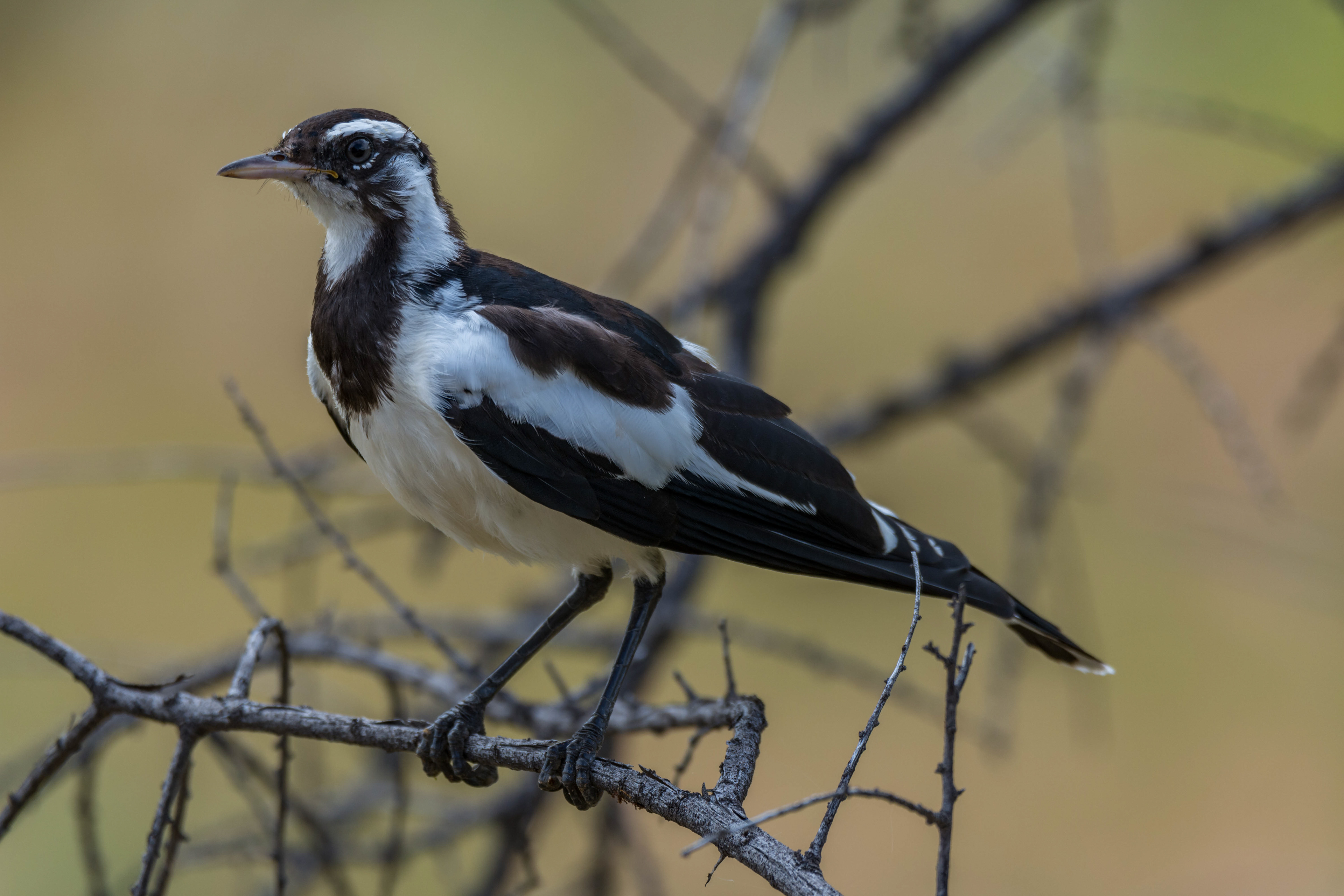 Monarch flycatchers (Magpie-lark)